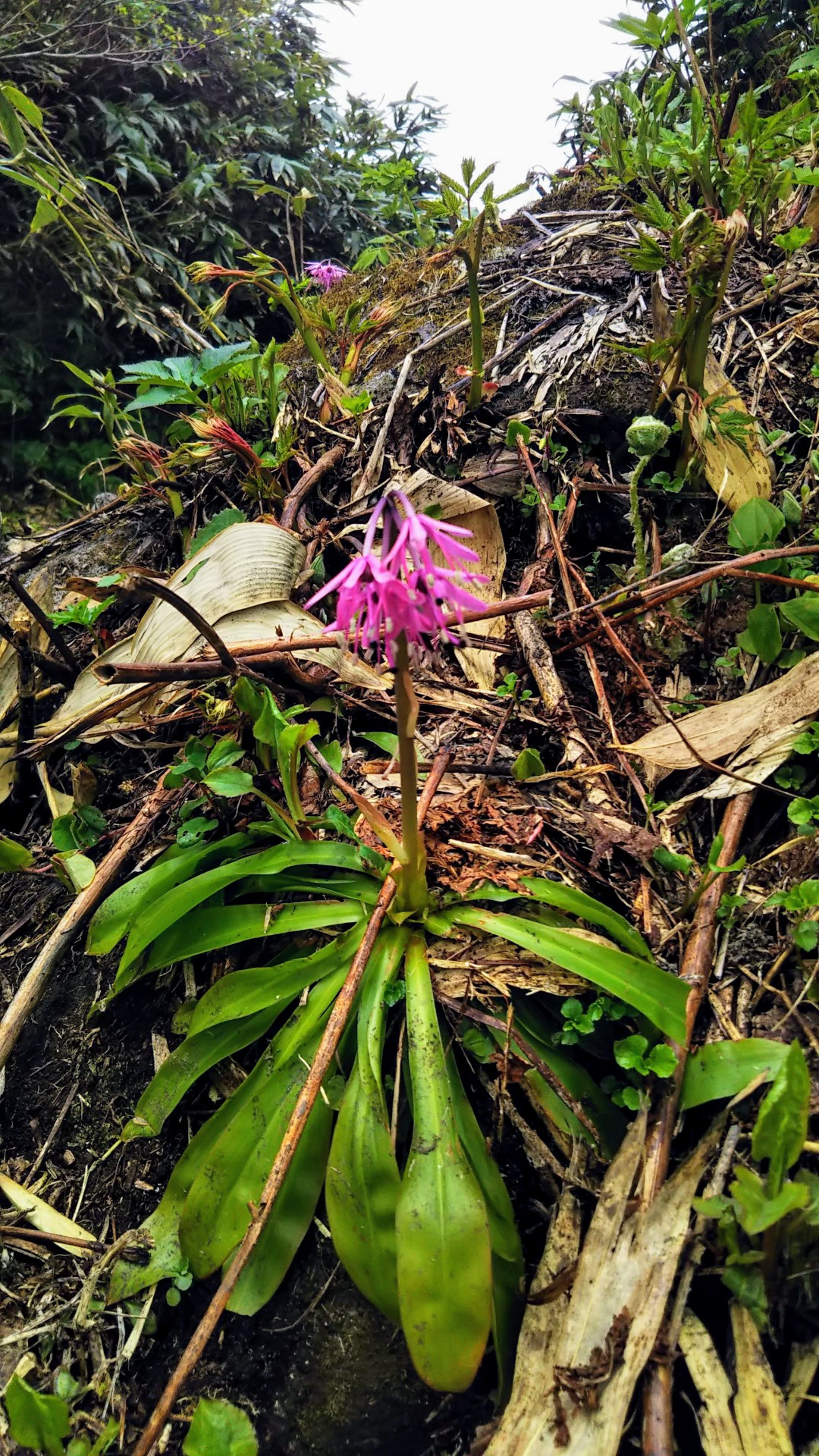 My Mother Mountain 焼石岳登山 ツブ沼コース 21 06 18 ヒカさんの焼石岳 兎森山 鷲ヶ森山の活動日記 Yamap ヤマップ