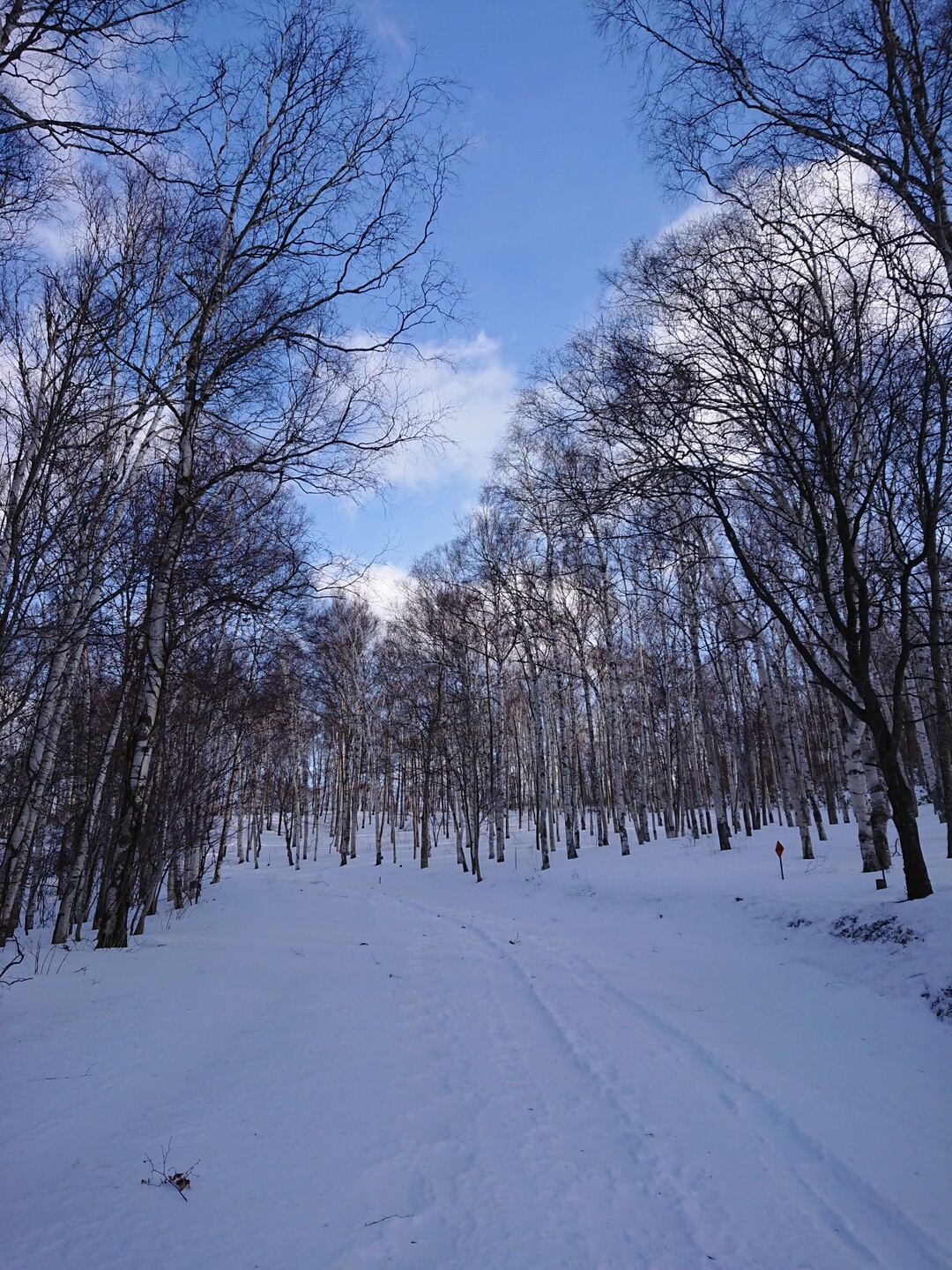 平庭峠～平庭岳～遠別岳～安家森縦走ピストン / プリマティさんの安家森の活動データ YAMAP / ヤマップ