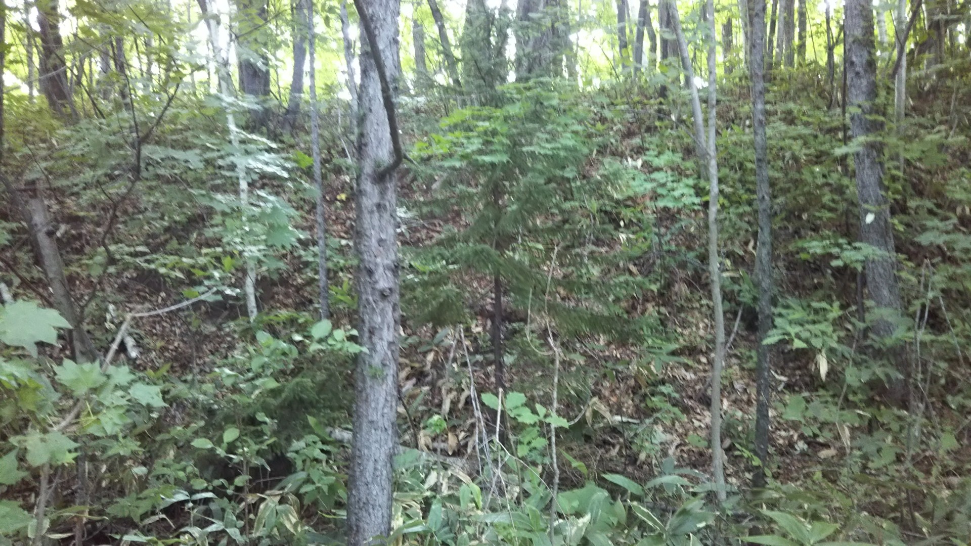 土場 Guest さんの豊平山 焼山 の活動日記 Yamap ヤマップ