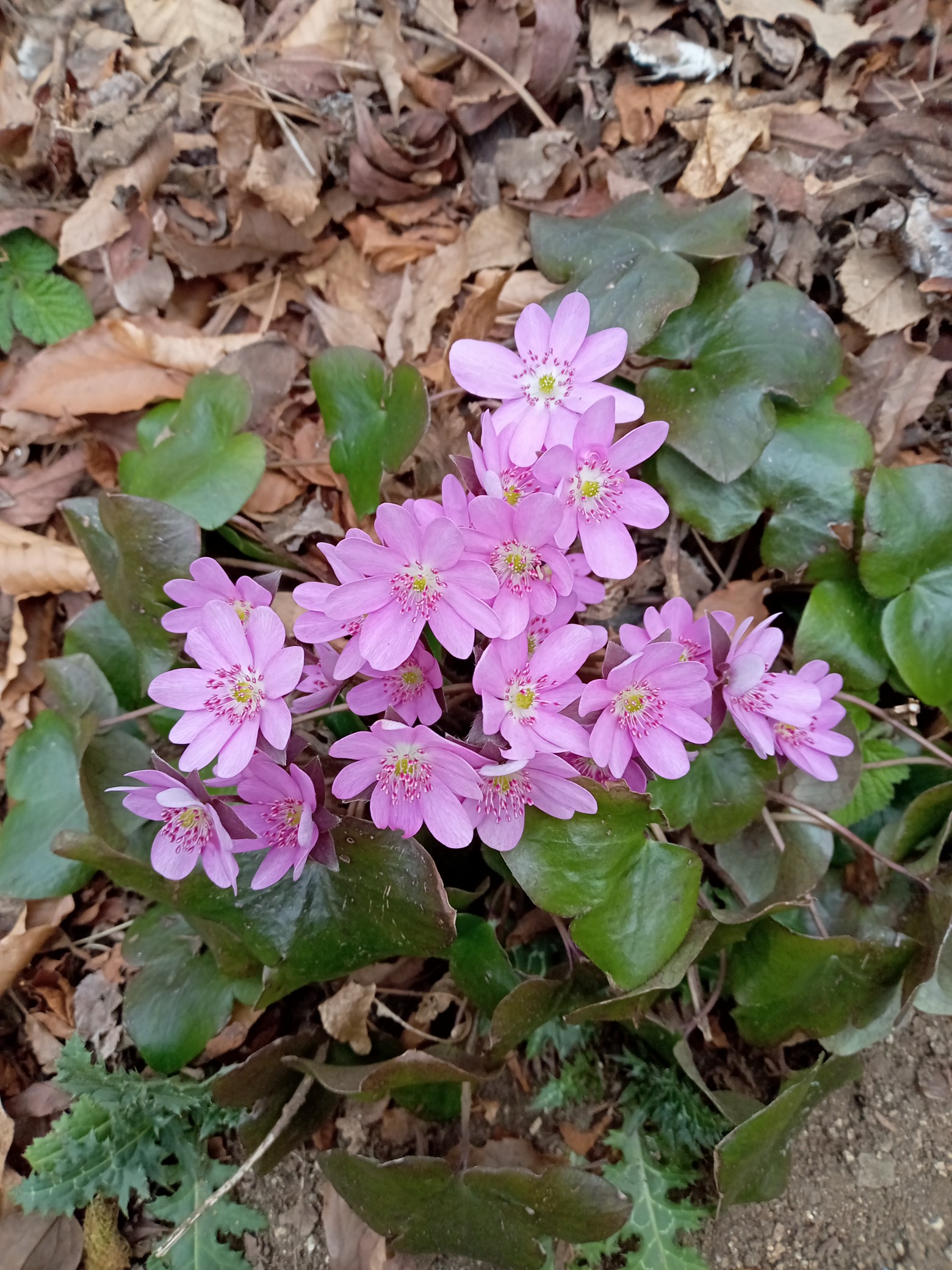 金剛山 オオミスミソウ 山madamさんの金剛山 二上山 大和葛城山の活動データ Yamap ヤマップ