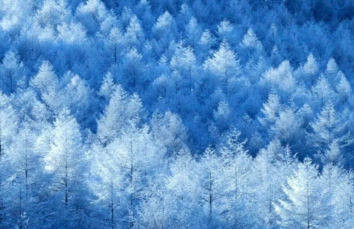 前日の雪で綺麗な霧氷になっててしばしうっ サンピカさんのモーメント Yamap ヤマップ