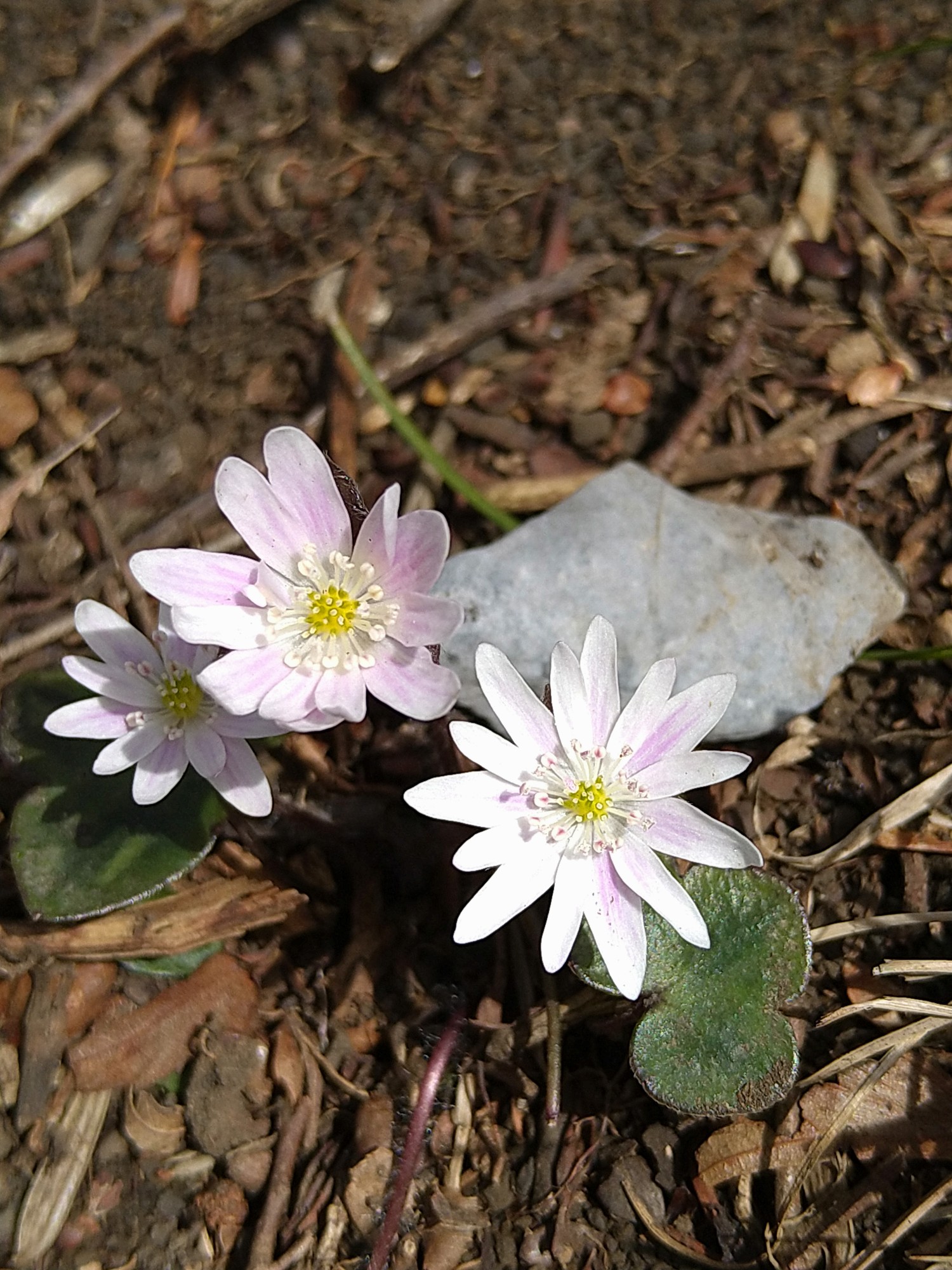 孫太尾根はミスミソウが花盛り Hikoさんの藤原岳 御池岳の活動データ Yamap ヤマップ