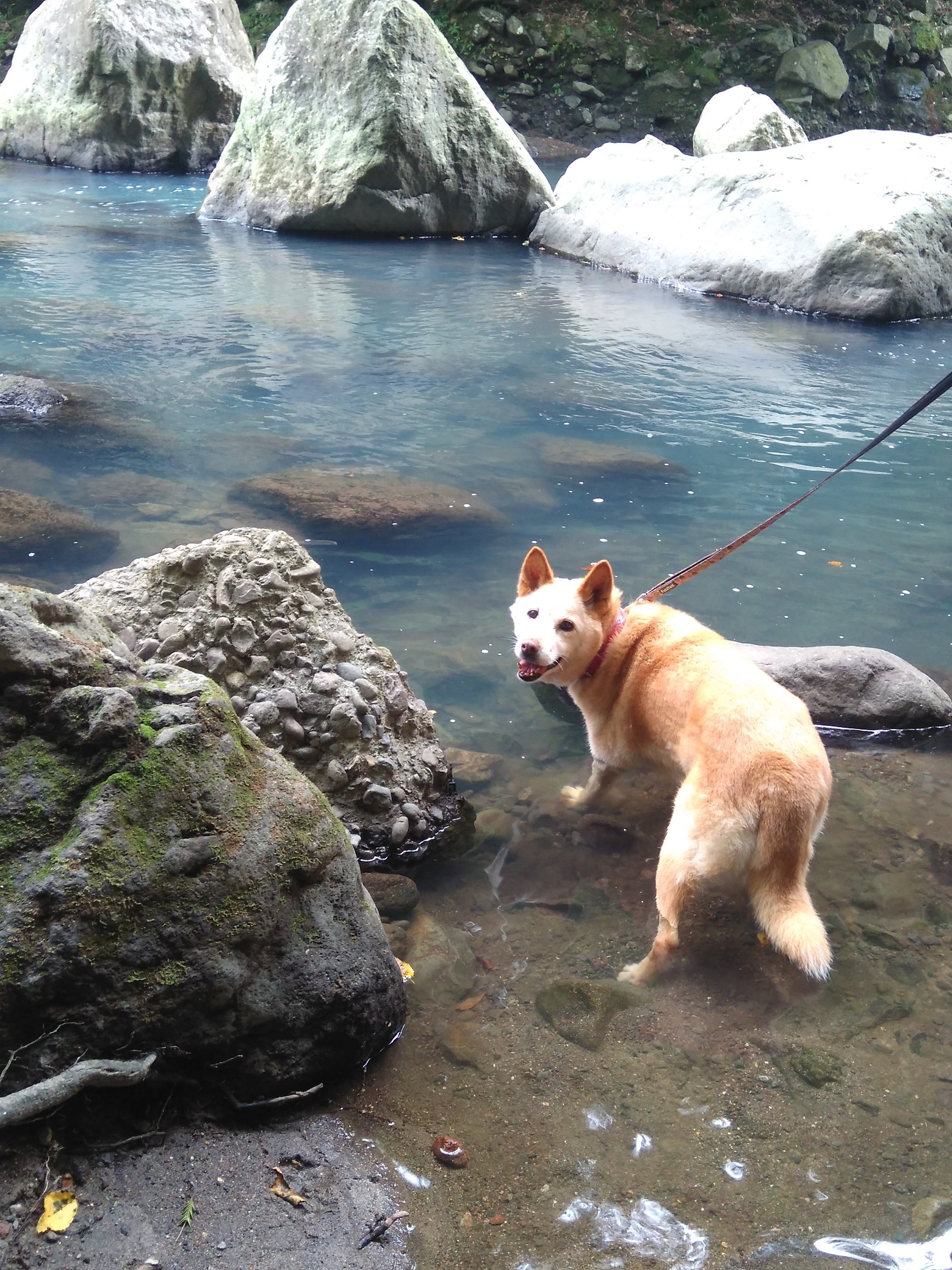 箱根 堂ヶ島遊歩道を犬と歩く りすさんの箱根山 神山の活動データ Yamap ヤマップ