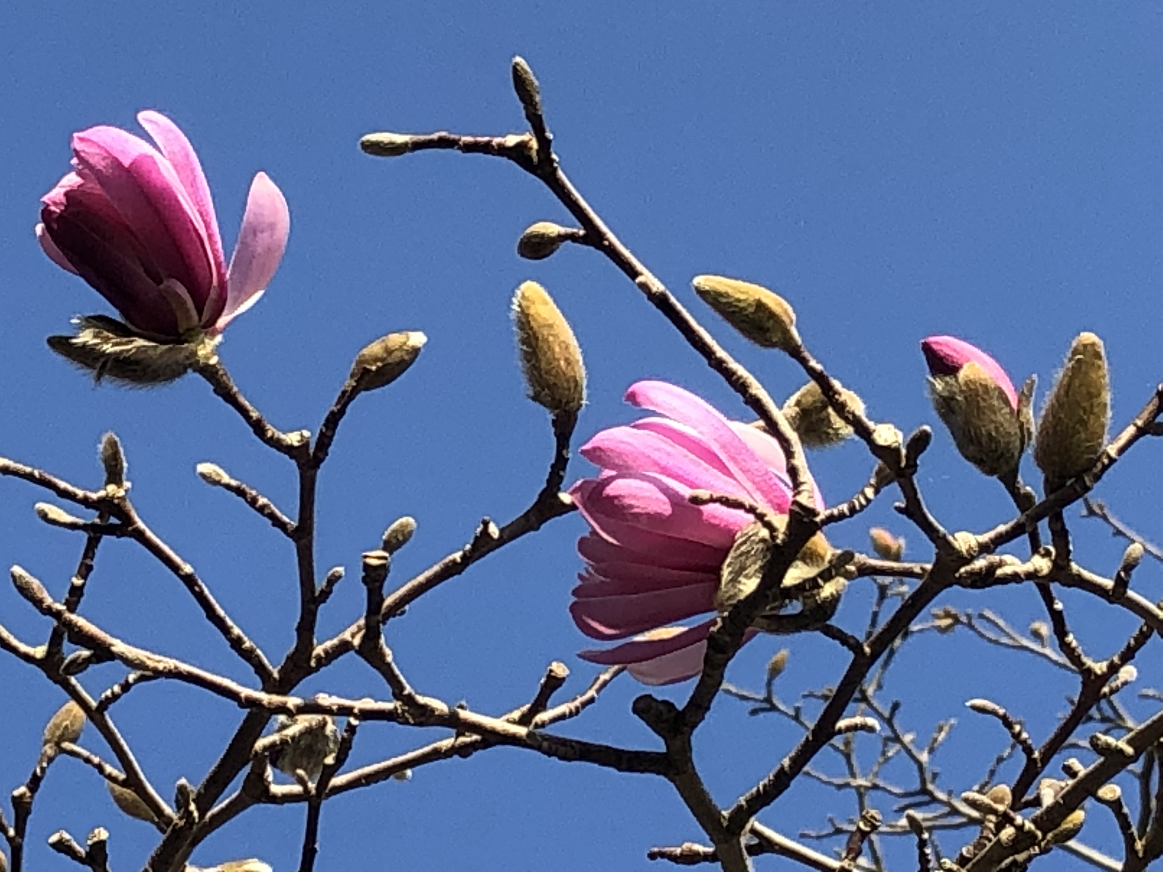 モクレン Www Shipsctc Org