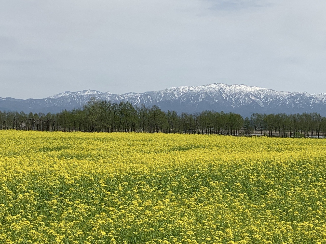 福島潟 菜の花畑と桜並木 ロード10キロ走 マキシマスさんのランニングの活動データ Yamap ヤマップ