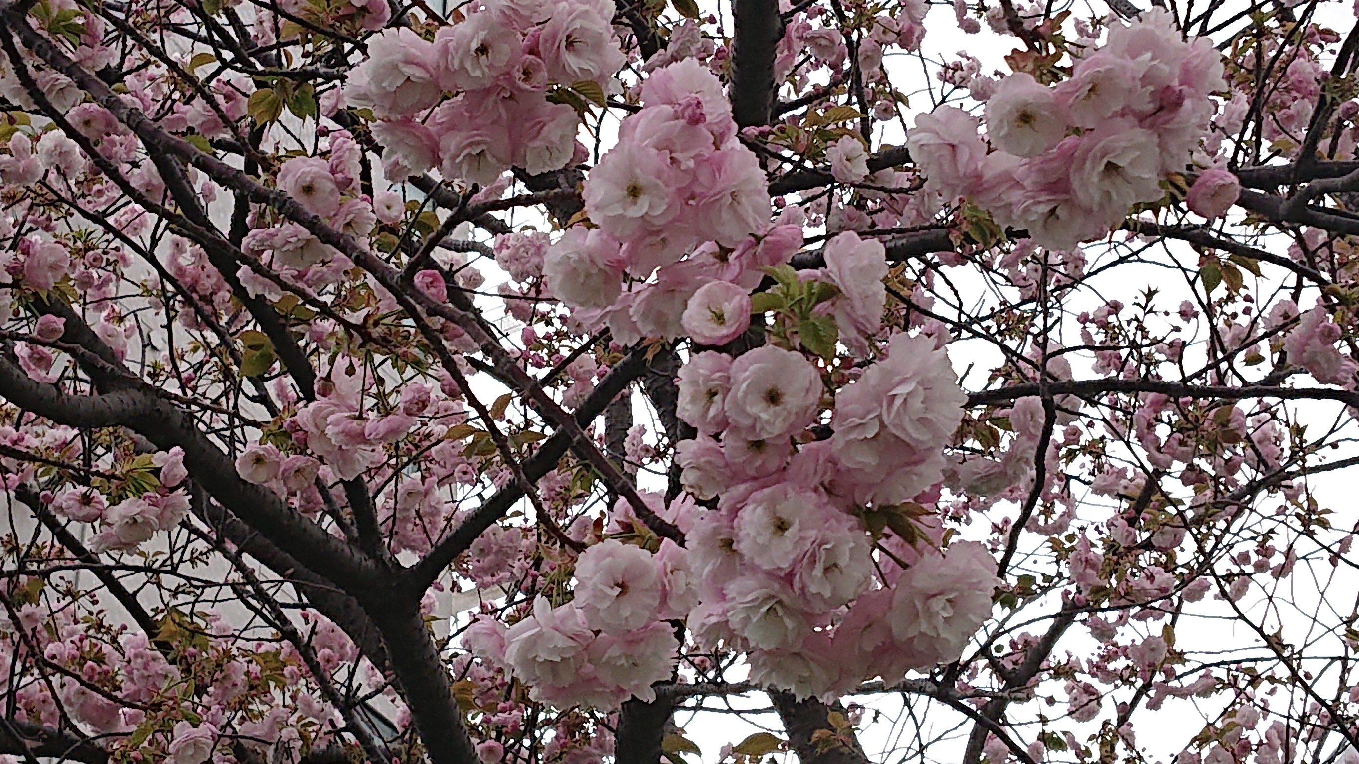 天保山 いつものお散歩コース A 04 19 さやーさんの天保山の活動日記 Yamap ヤマップ