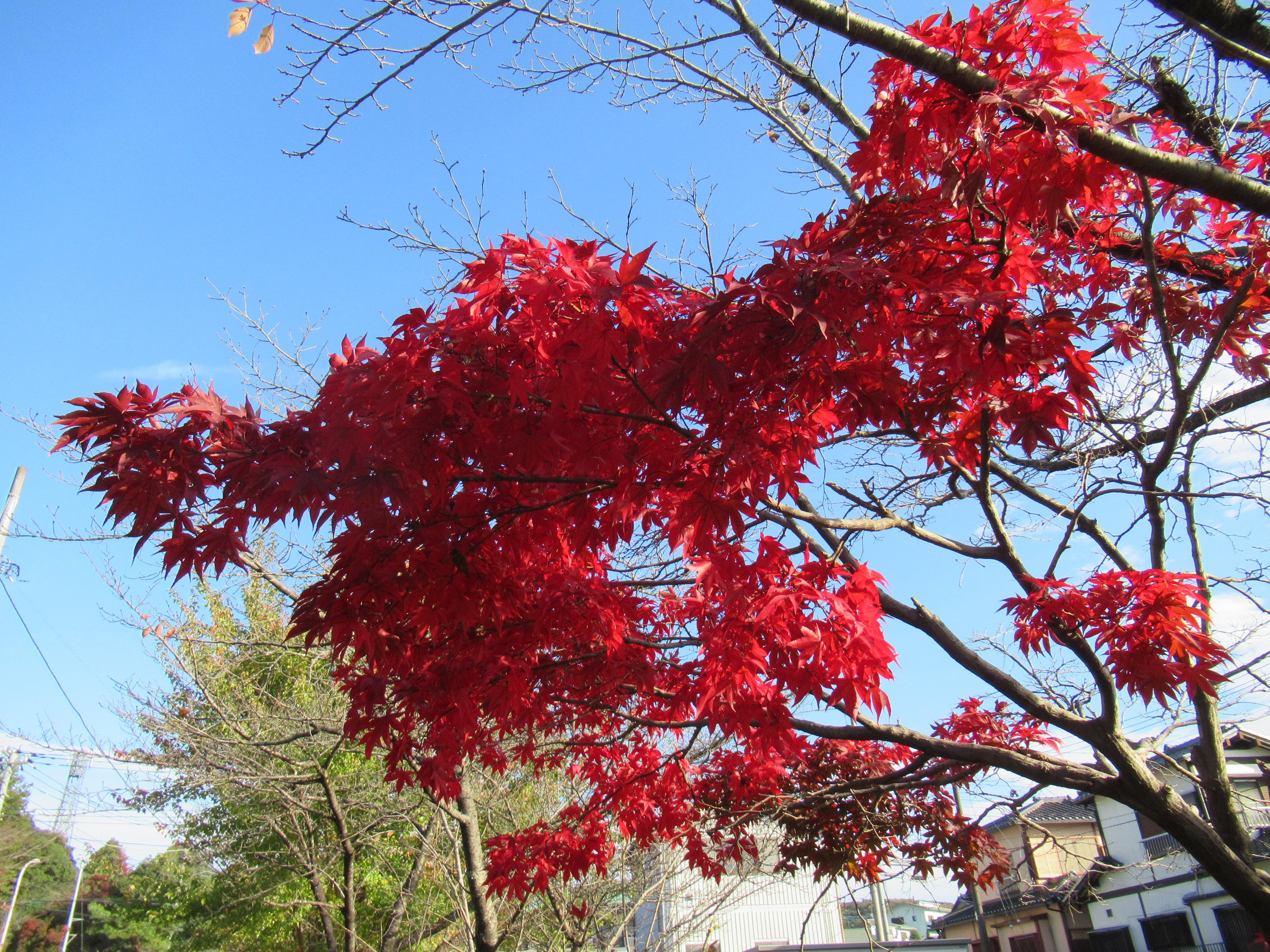 天覧山 多峯主山 天覚山の紅葉観測 Paraさんの天覧山 多峯主山 天覚山の活動データ Yamap ヤマップ