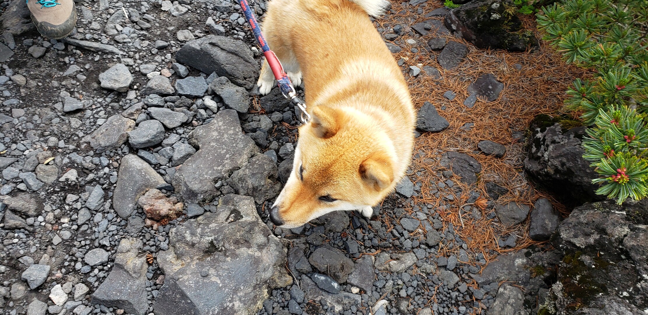 6 29 北横岳 日本犬3犬種で山歩 Sakunaraさんの蓼科山 横岳 縞枯山の活動日記 Yamap ヤマップ