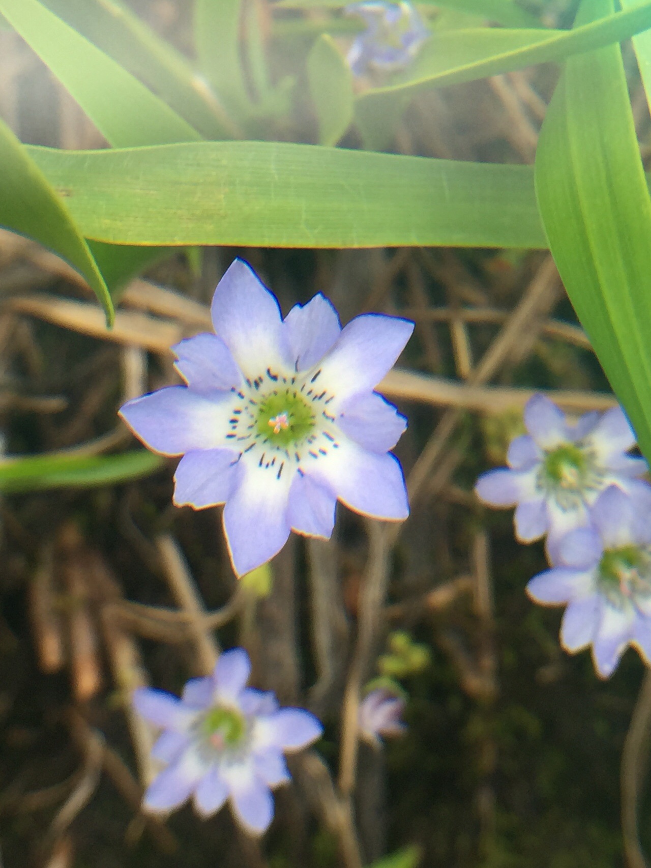 巻機山 夏のお花と池塘を歩く カトちゃんさんの巻機山 割引岳 金城山の活動日記 Yamap ヤマップ