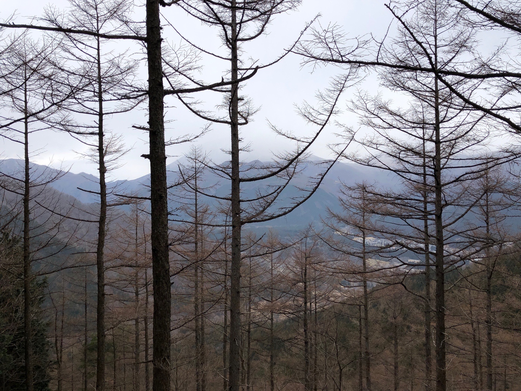 鳴虫山 04 05 れんさんの鳴虫山 火戸尻山の活動データ Yamap ヤマップ