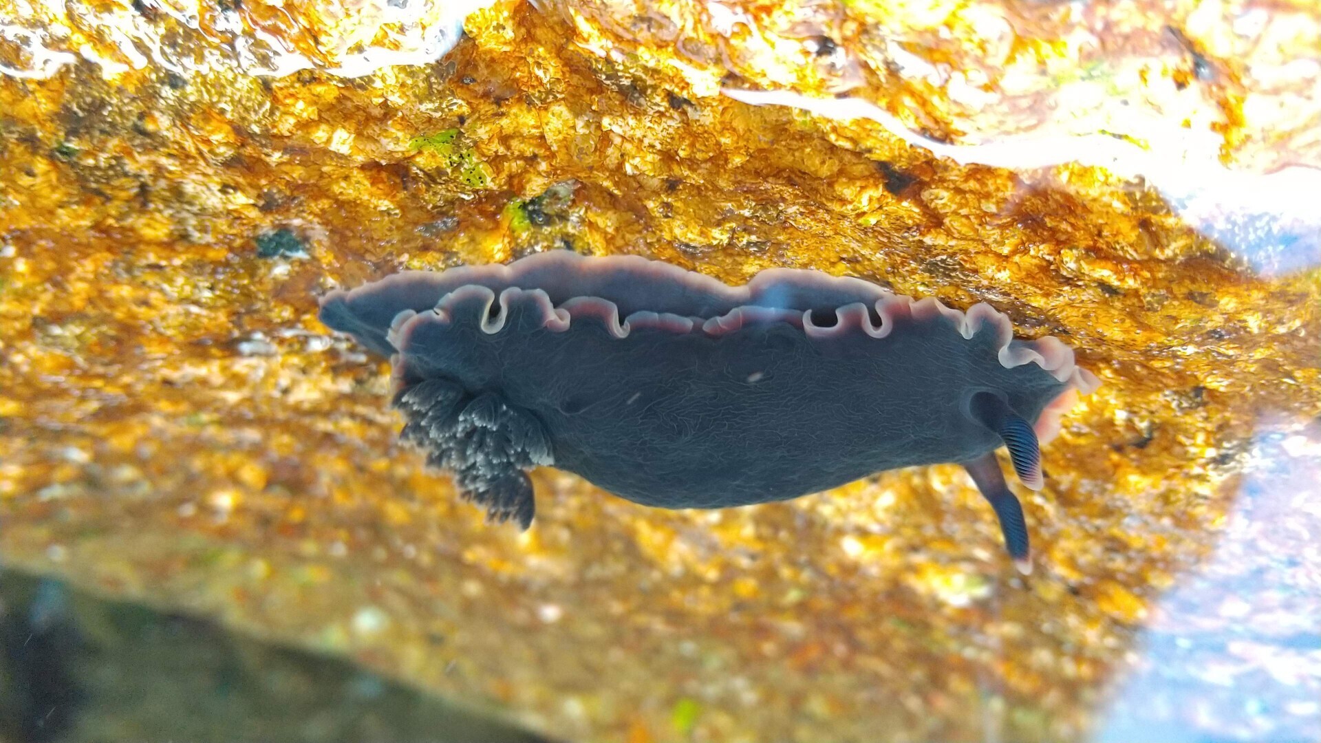磯の生き物たち ミノムシさんの明石市 加古川市 高砂市の活動日記 Yamap ヤマップ
