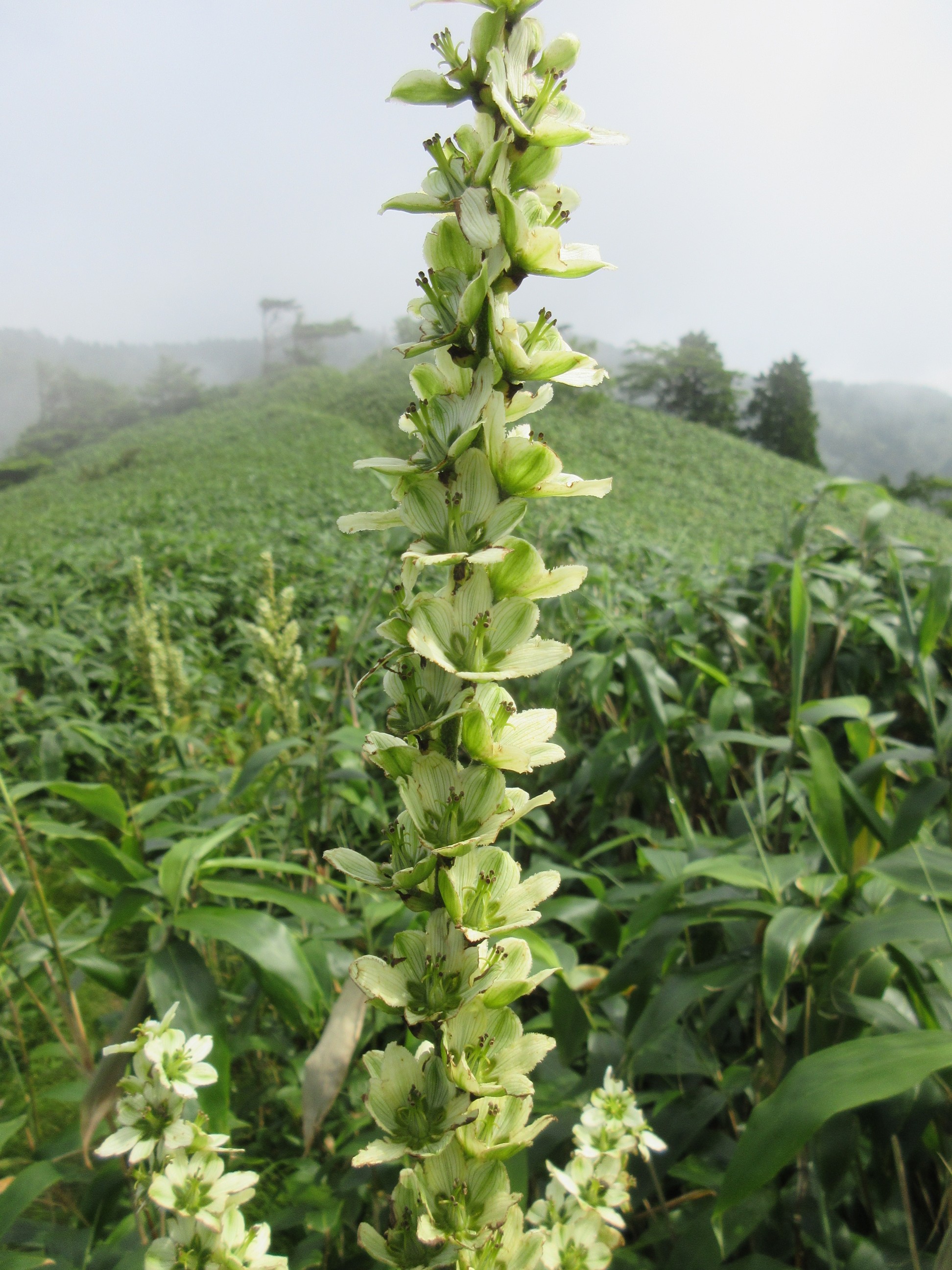 古代東山道 神坂神社から 富士山さんの恵那山 大判山 神坂山の活動日記 Yamap ヤマップ