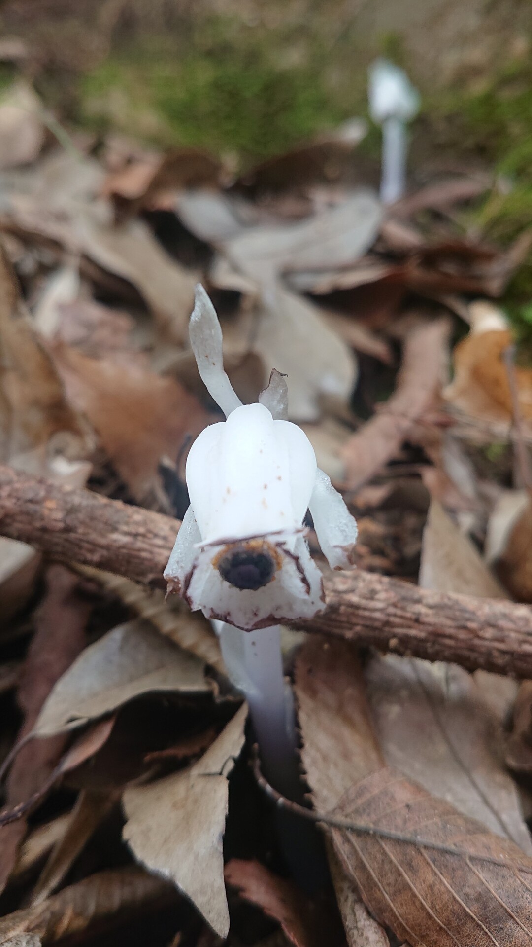 今日もせっせこ筑波山150 坊主脇道 筑ズルさんの筑波山の活動日記 Yamap ヤマップ