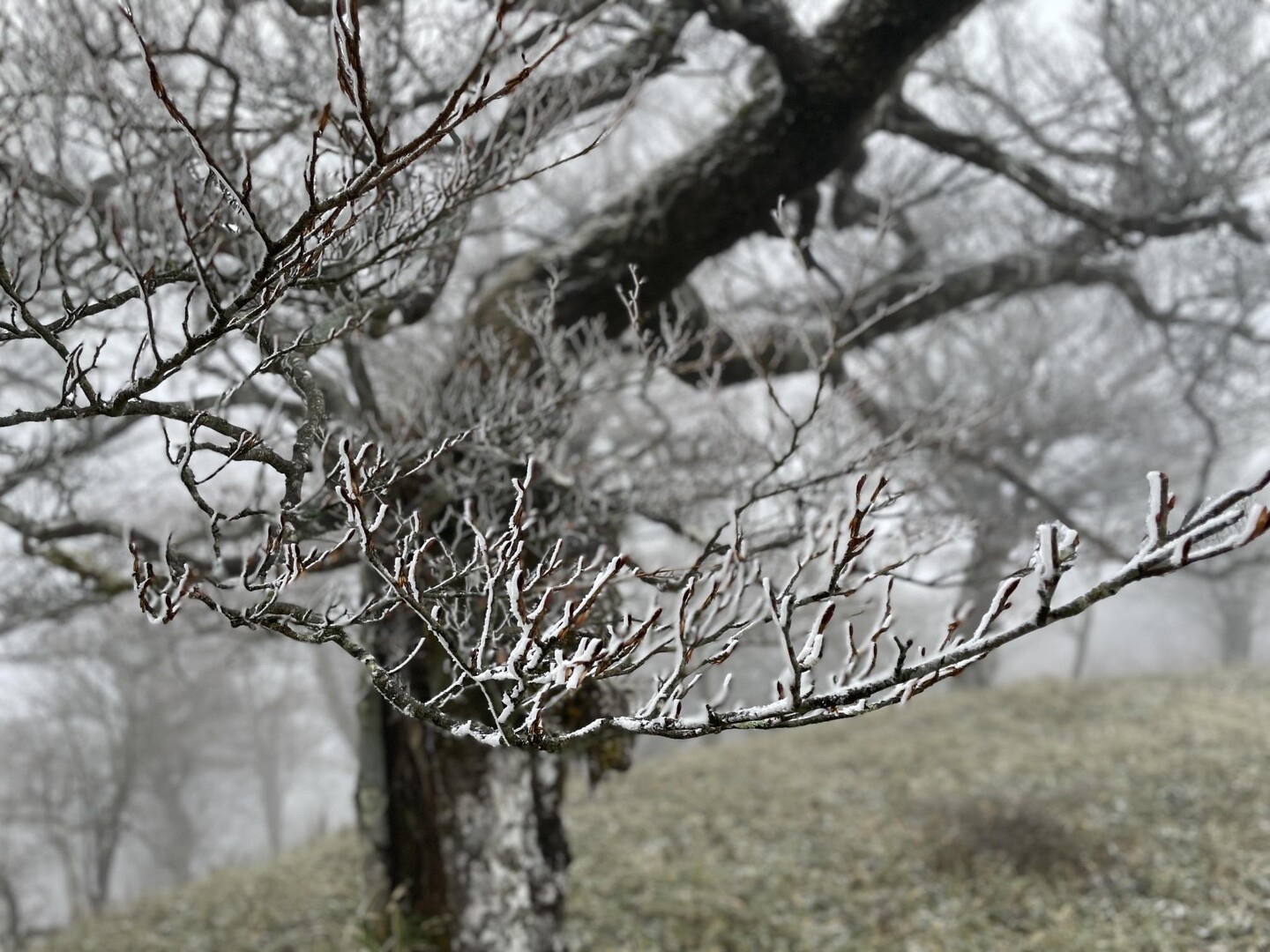 蛭ヶ岳・鬼ヶ岩ノ頭・棚沢ノ頭・不動ノ峰・丹沢山・竜ヶ馬場・日高・塔ノ岳 / えみさんの塔ノ岳・丹沢山・蛭ヶ岳の活動データ YAMAP / ヤマップ
