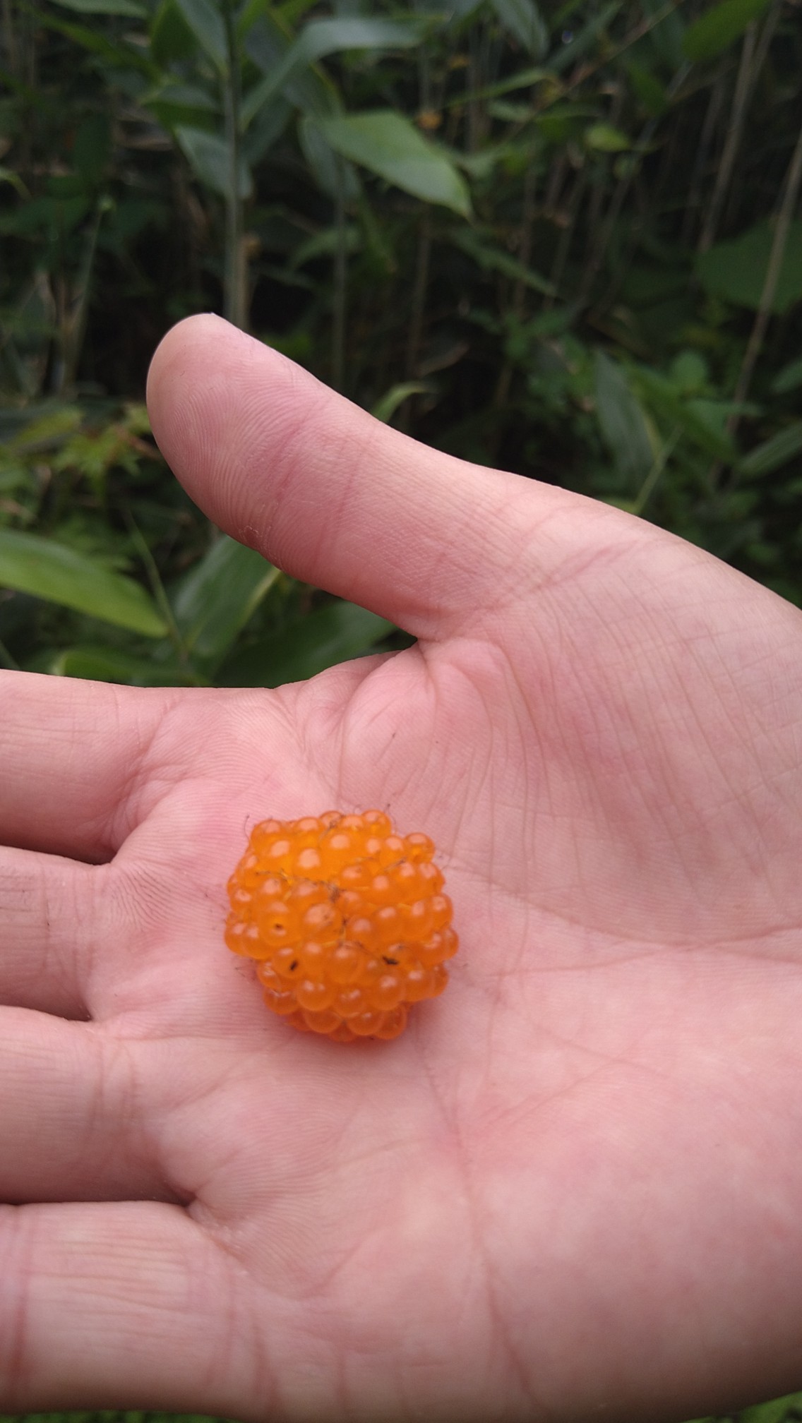男鹿三山おやまかけ ひっとさんの男鹿半島の活動日記 Yamap ヤマップ