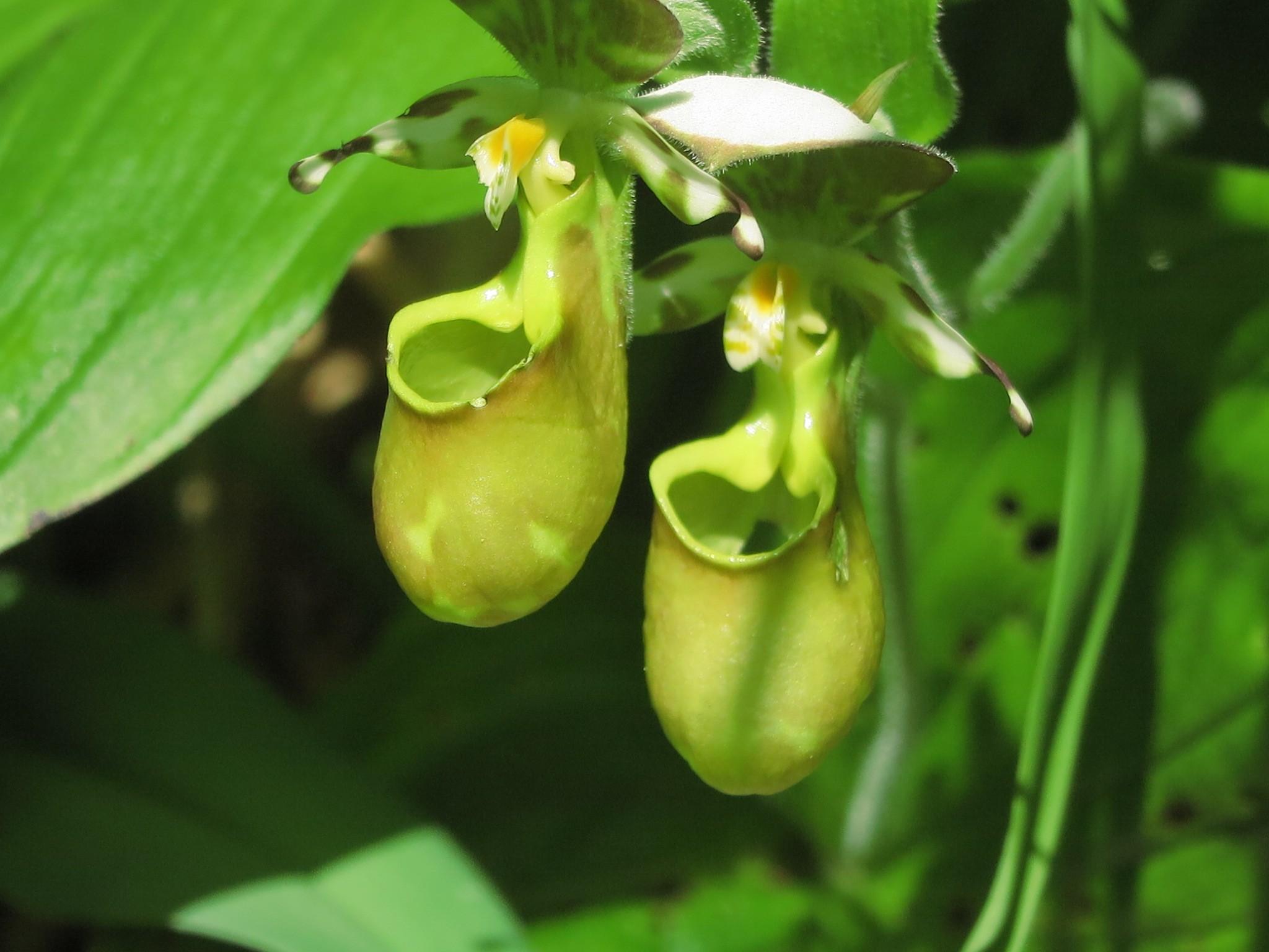 山野草 高山植物 北海道道東産 キバナノアツモリソウ 花芽1・葉芽3
