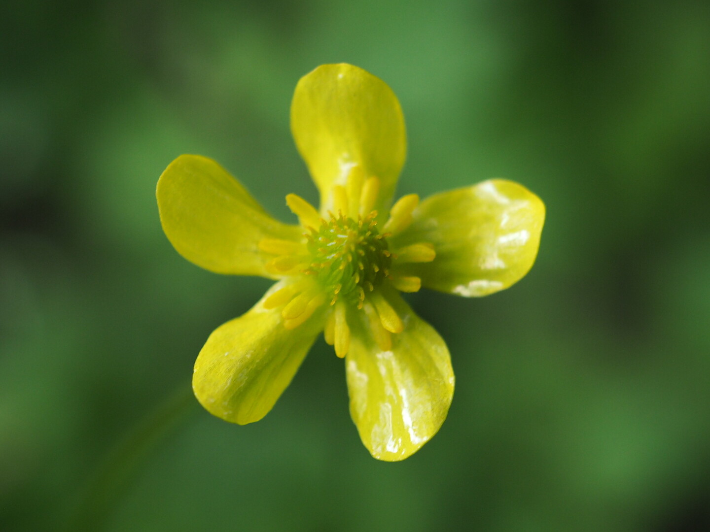 明星白金花歩き うらさんのハイキングの活動日記 Yamap ヤマップ