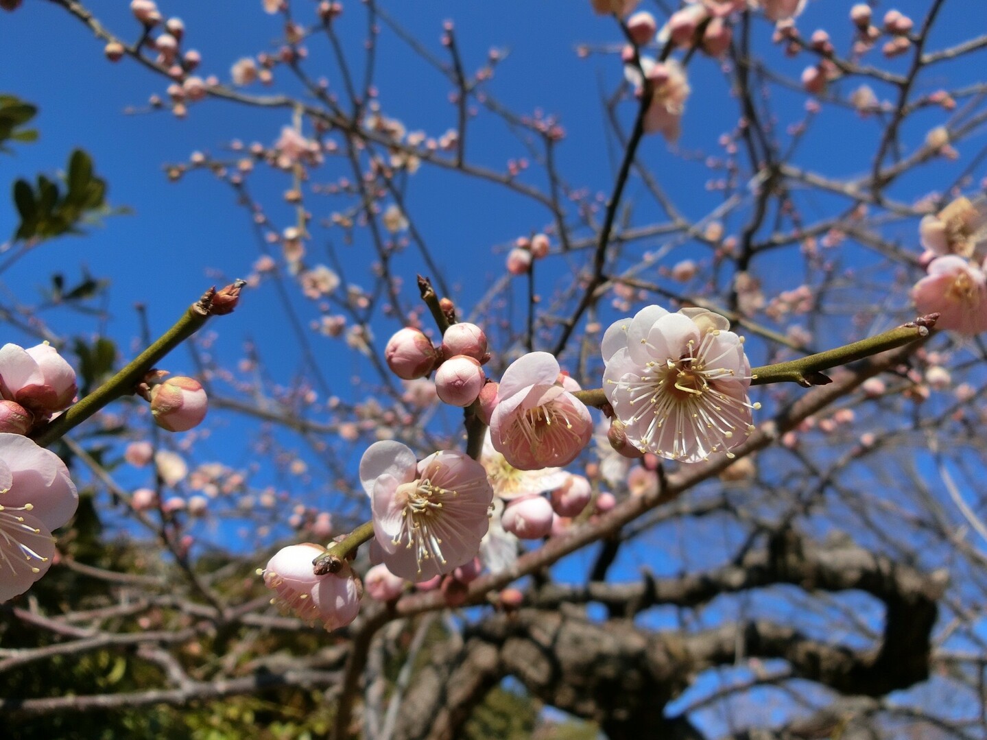 花粉舞い散る前に急いで高尾山へ Takamayuさんの高尾山 陣馬山 景信山の活動データ Yamap ヤマップ