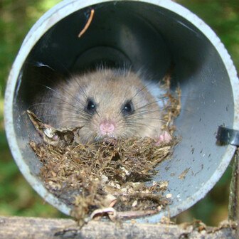 編笠山 ヤマネと思ったら山ネズミ ひでさんの八ヶ岳 赤岳 硫黄岳 天狗岳 の活動日記へのコメント一覧 Yamap ヤマップ