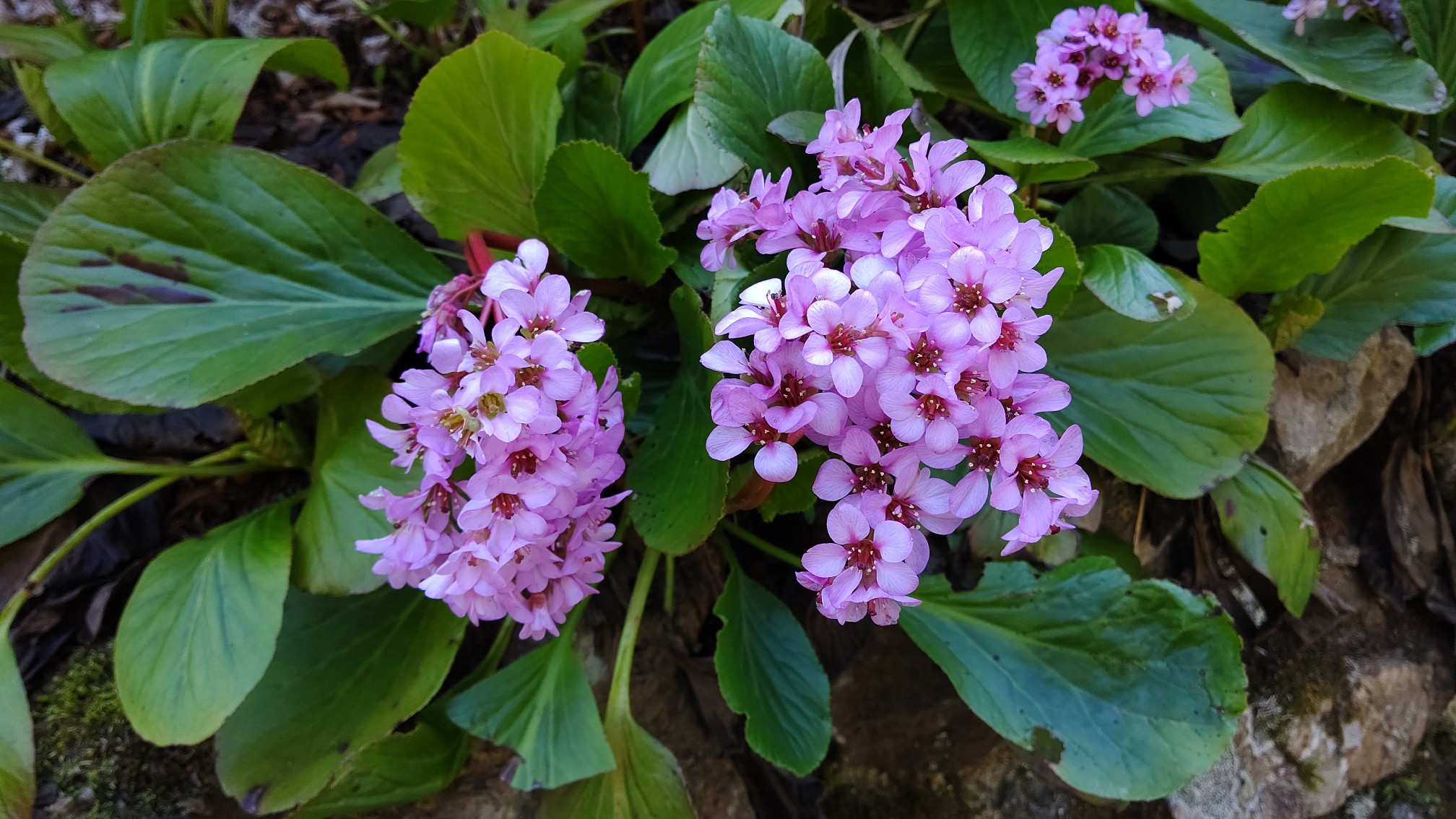横瀬二子山 武川岳 メガネ さんの武甲山 伊豆ヶ岳 小持山の活動日記 Yamap ヤマップ