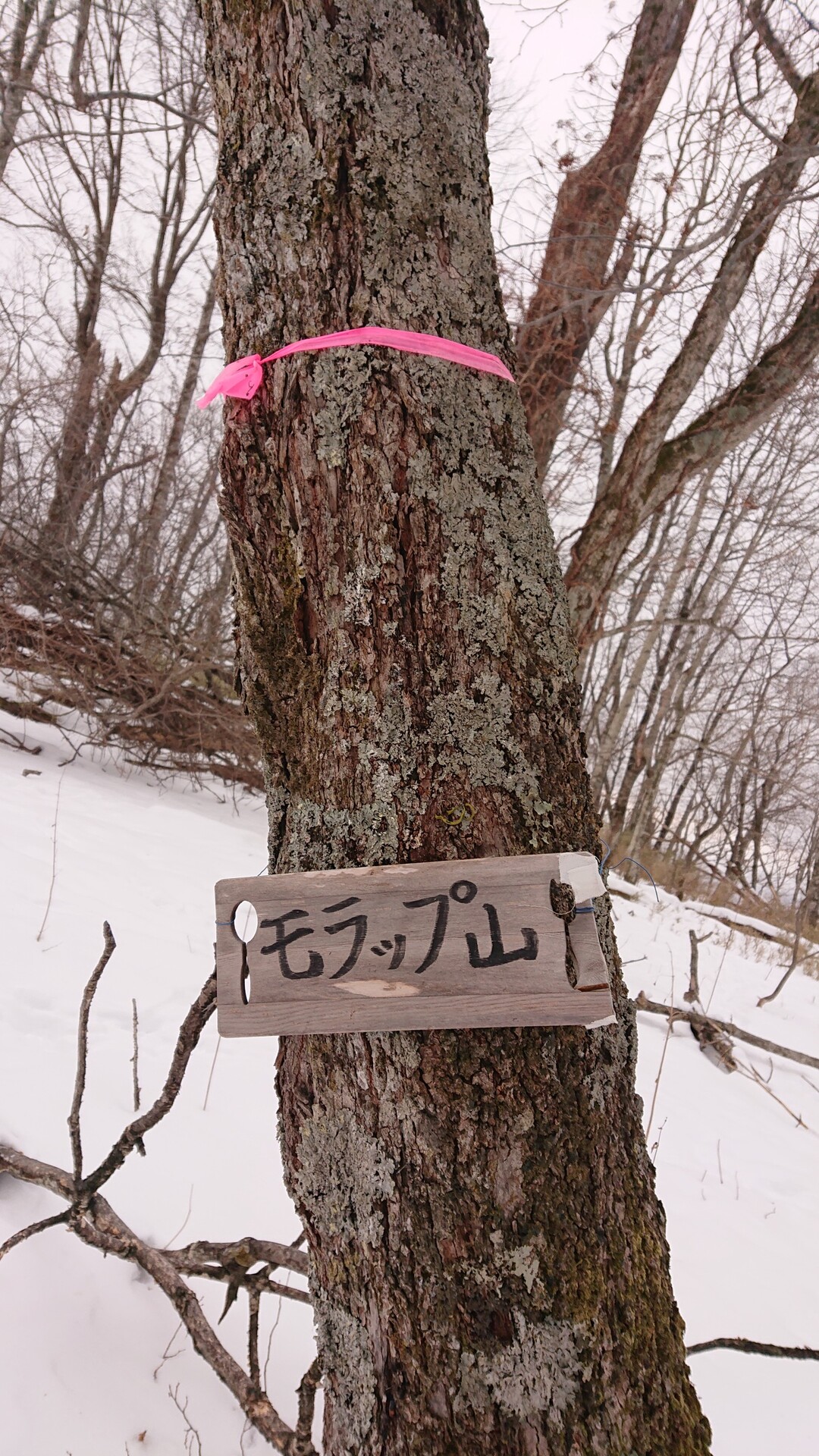 ピンテがあるよモーラップ モラップ ふじやんさんの紋別岳 千歳市 の活動日記 Yamap ヤマップ