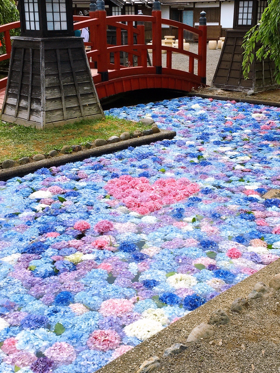 松前 浮き紫陽花 楽し みこたんさんのモーメント Yamap ヤマップ