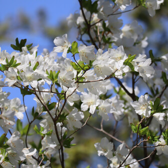 最終値下げ品　山採りシロヤシオ 9/1出品白1 鉢上からH100cm W70cm 塩原前山（今年お初のシロヤシオ）-2025-05-03 / 野球親爺さんの高原山
