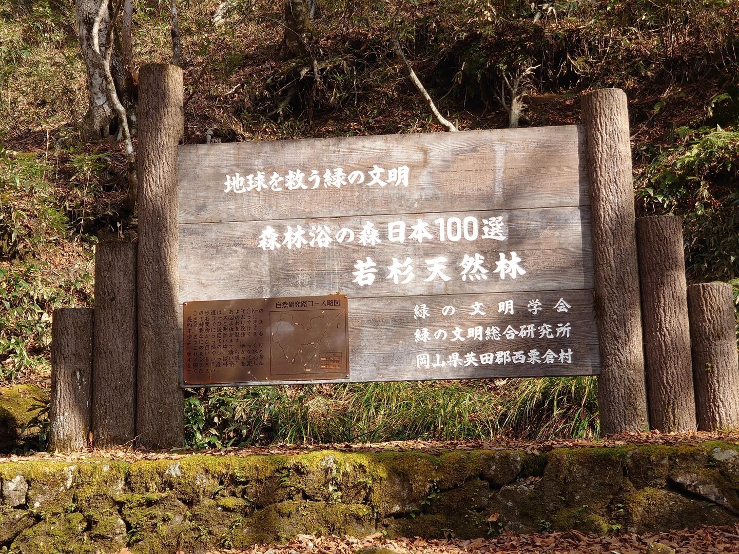若杉原生林（若杉天然林）20221119 / つぼちゃんさんの沖ノ山・若杉原生林（若杉天然林）の活動データ YAMAP / ヤマップ