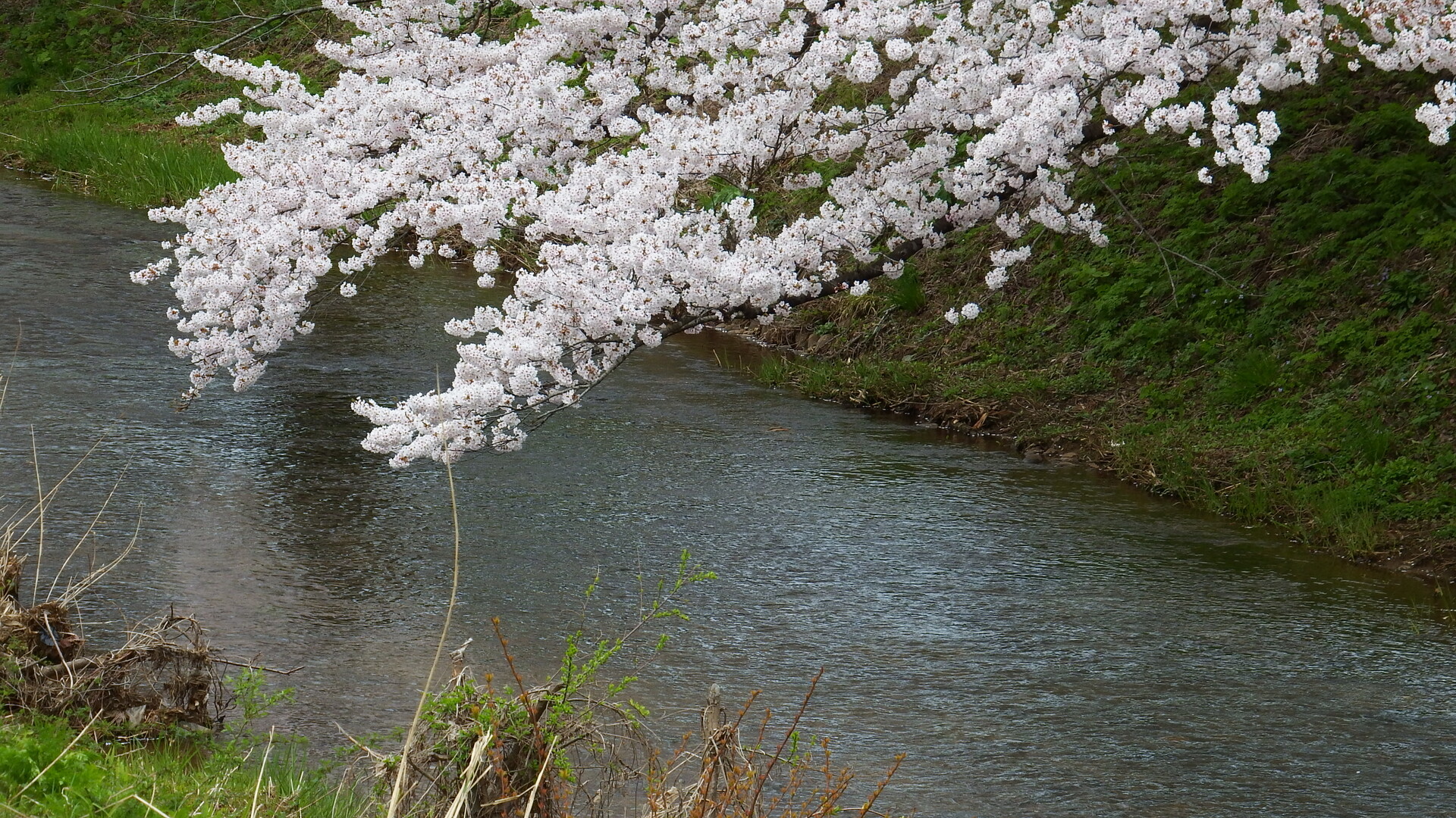 春の陽気に誘われて 馬渡川桜並木 あいパパさんの鶴岡市の活動日記 Yamap ヤマップ