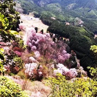 一の峰から桜公園を見下ろす