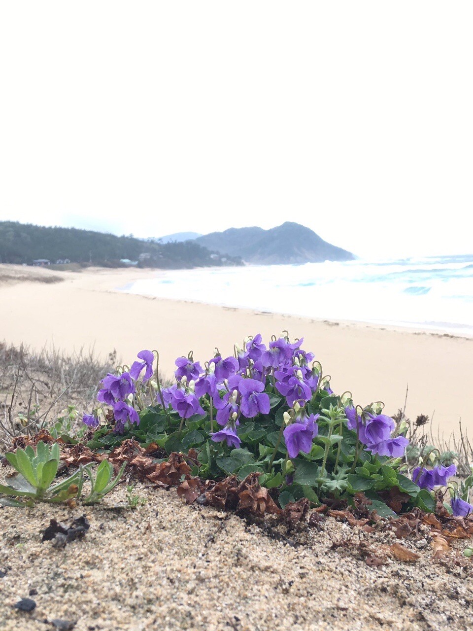 山には咲かない花がある スミレの中にも 虫山花山 むっしーさんのモーメント Yamap ヤマップ