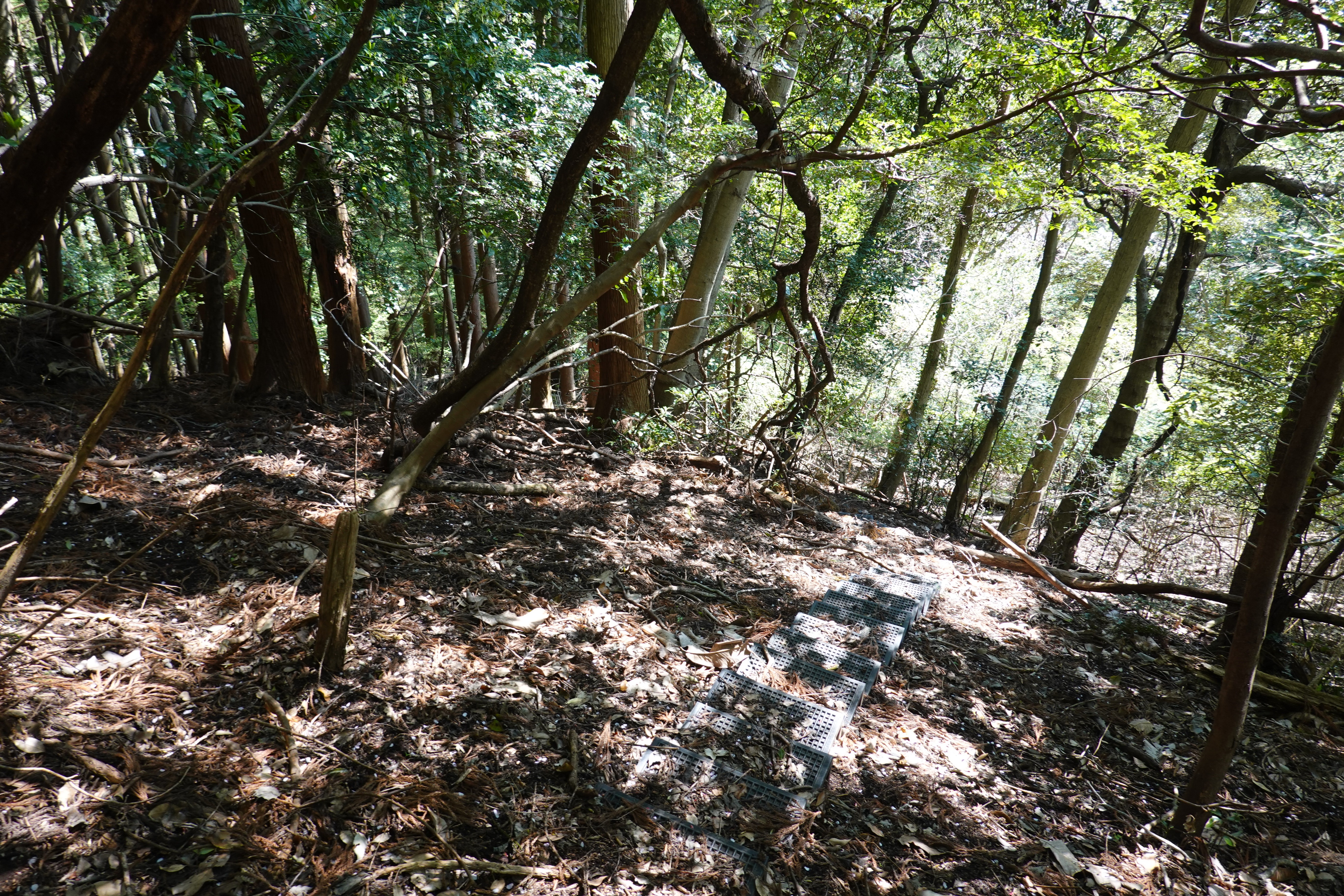 塔ノ沢から塔ノ峰 明星ヶ岳を経て早川 堂ヶ島遊歩道 ノスタルジック散策路 きままにゆるりと過ごし中さんの金時山 明神ヶ岳の活動日記 Yamap ヤマップ