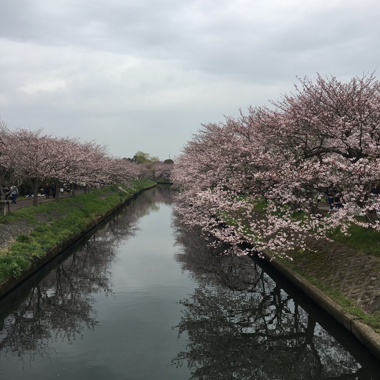 お花見 海老川ジョギングロード 地図は記録できていません Miyukiさんの千葉市の活動データ Yamap ヤマップ