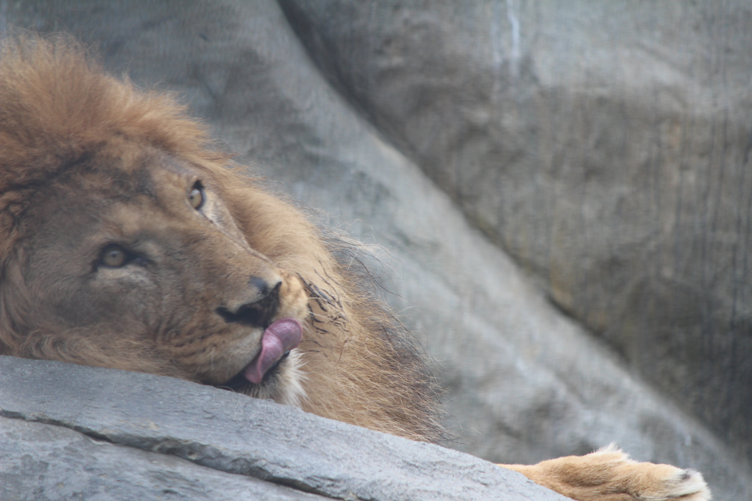 円山フルコース その２ なおさんの札幌市の活動日記 Yamap ヤマップ