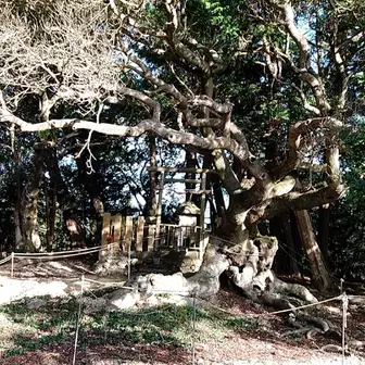 山桃巨木と雨山神社