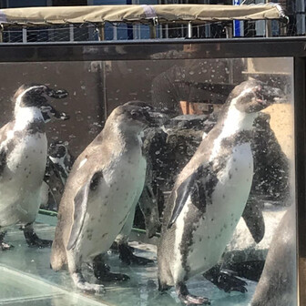 てくてく天ちゃん