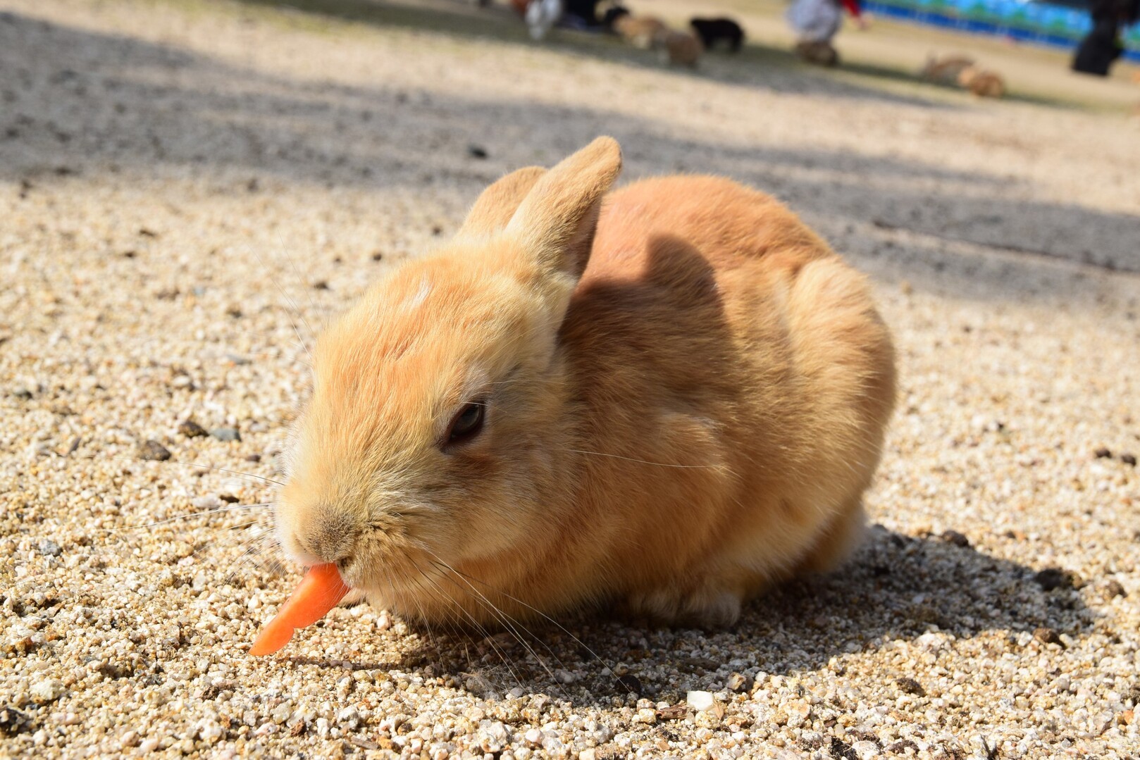 大久野島 家族でウサギっぷ かずかずさんの鷲ヶ頭山の活動データ Yamap ヤマップ