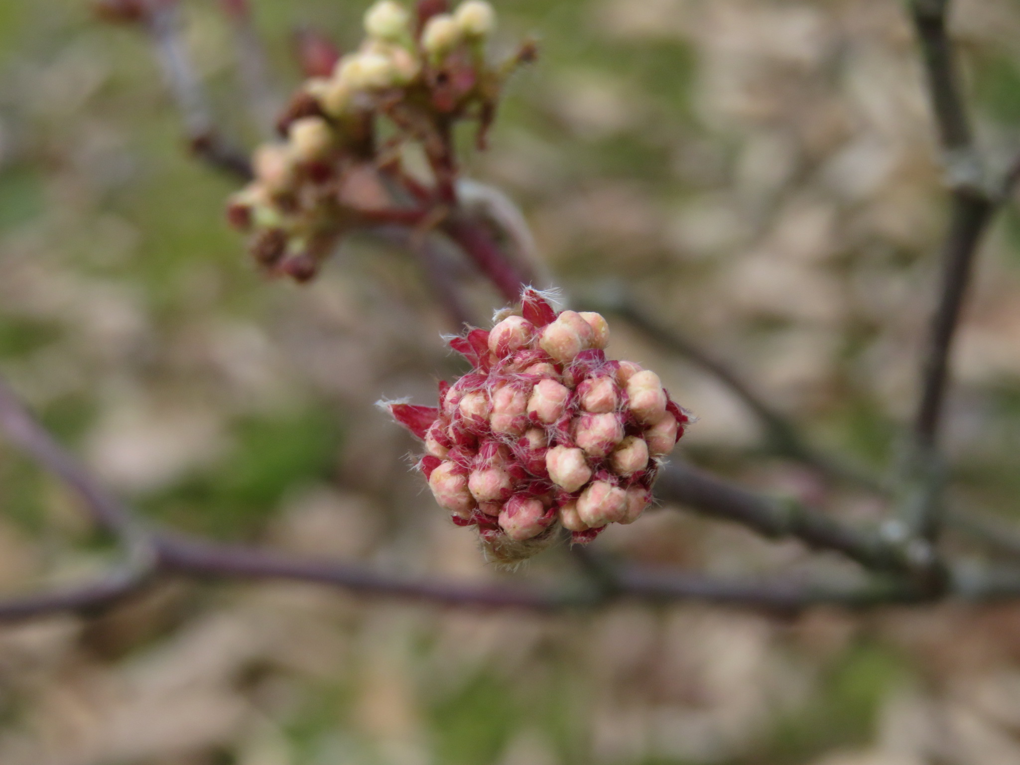 冬の植物観察 Manoさんの富山市の活動日記 Yamap ヤマップ