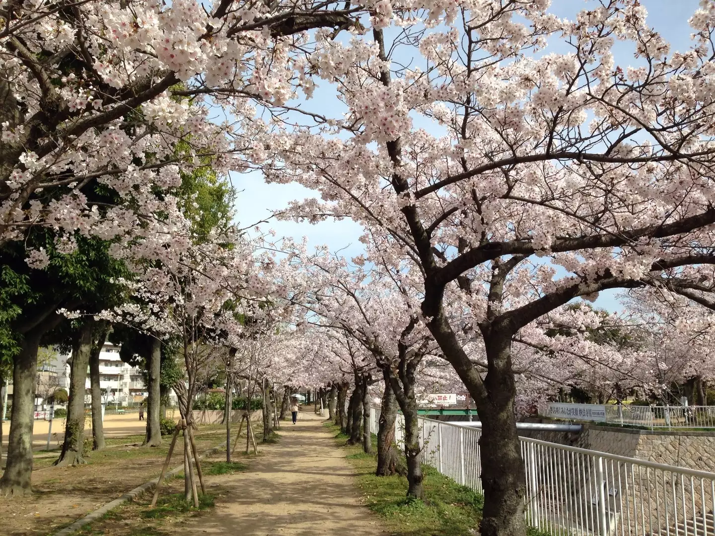 16 04 06 妙法寺川の桜 須磨離宮公園 Actionistさんの神戸市の活動データ Yamap ヤマップ
