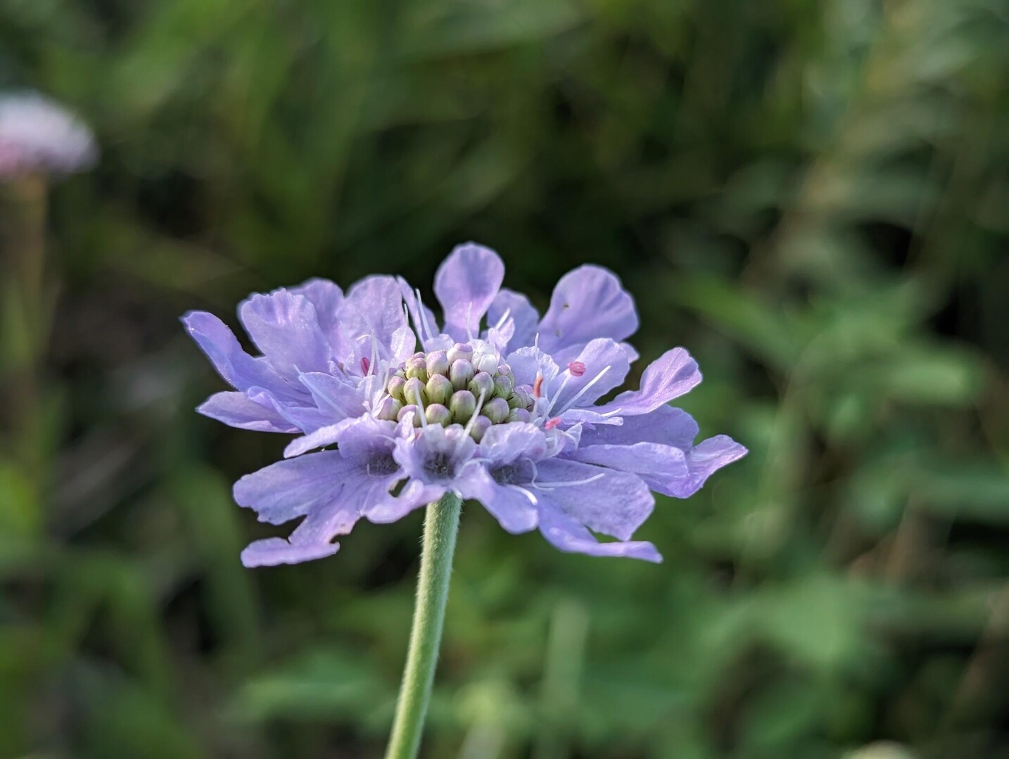 一ノ峯・二ノ峯 / えりこさんの俵山・冠ヶ岳・清栄山の活動データ YAMAP / ヤマップ