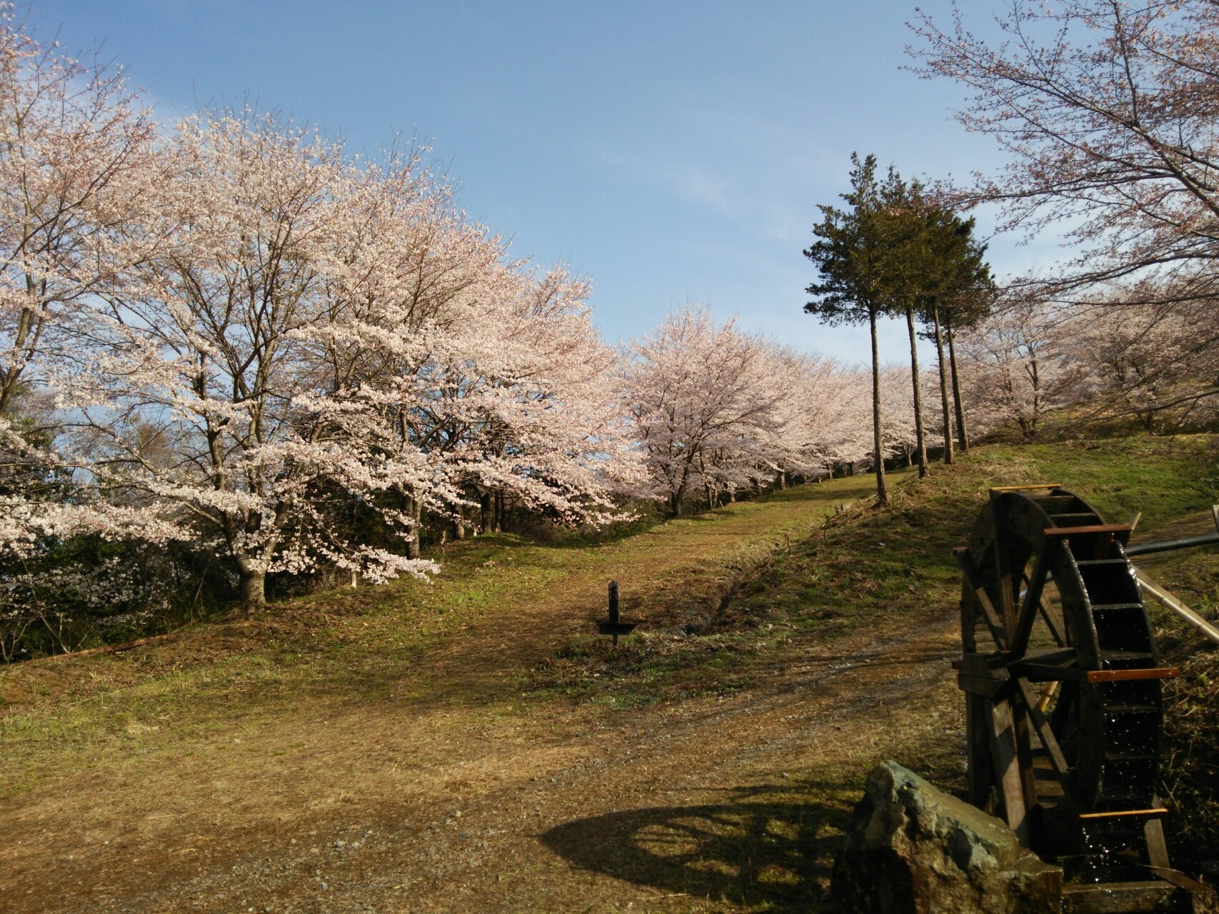 東秩父 虎山の千本桜 大内沢の花桃 寄居かぜの道 Junnyさんの外秩父七峰縦走の活動データ Yamap ヤマップ