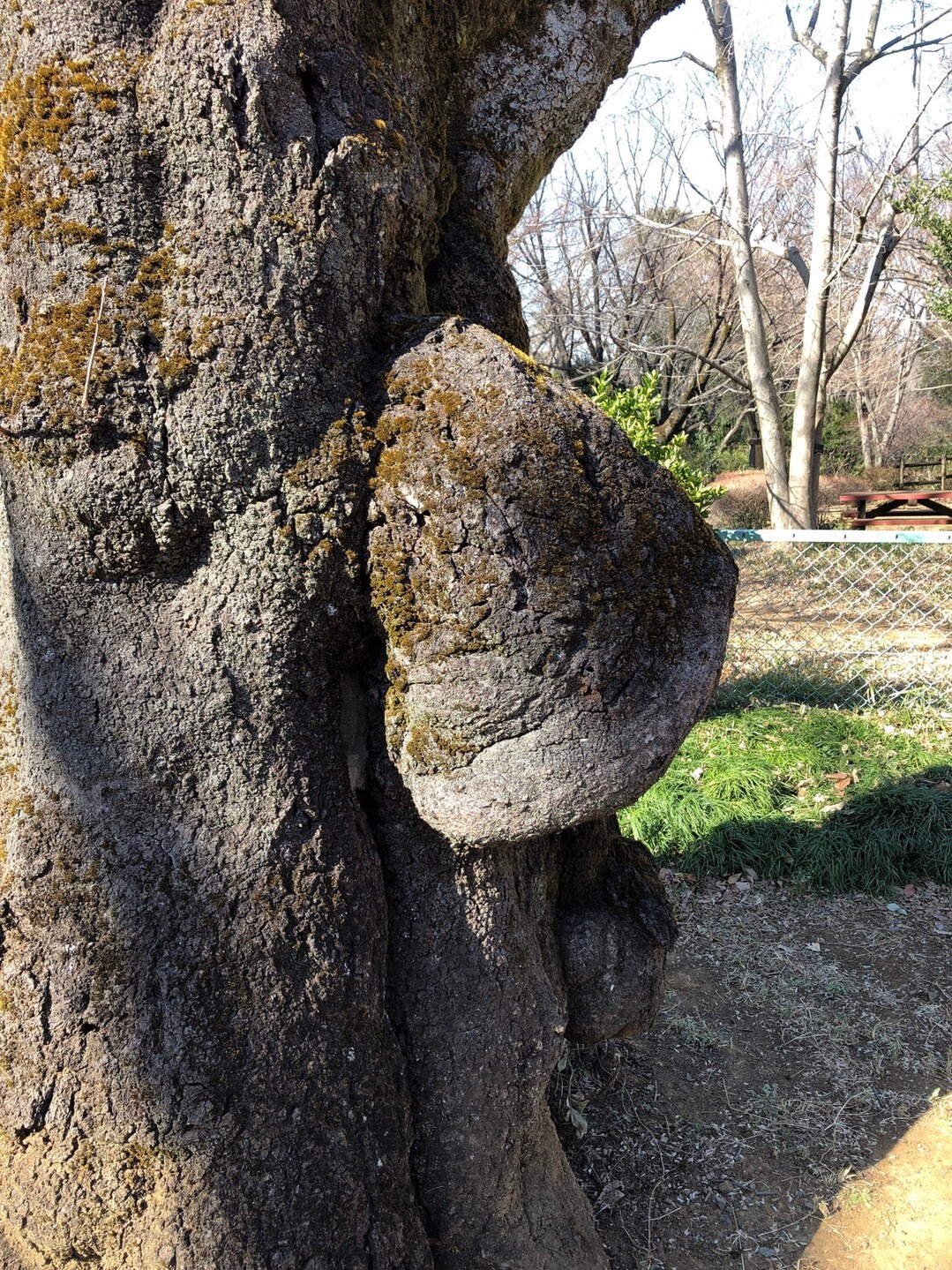 小さな2つ目の富士山と可愛い野鳥たち 荒幡の富士 所沢市 02 11 Mochaさんの所沢市の活動日記 Yamap ヤマップ