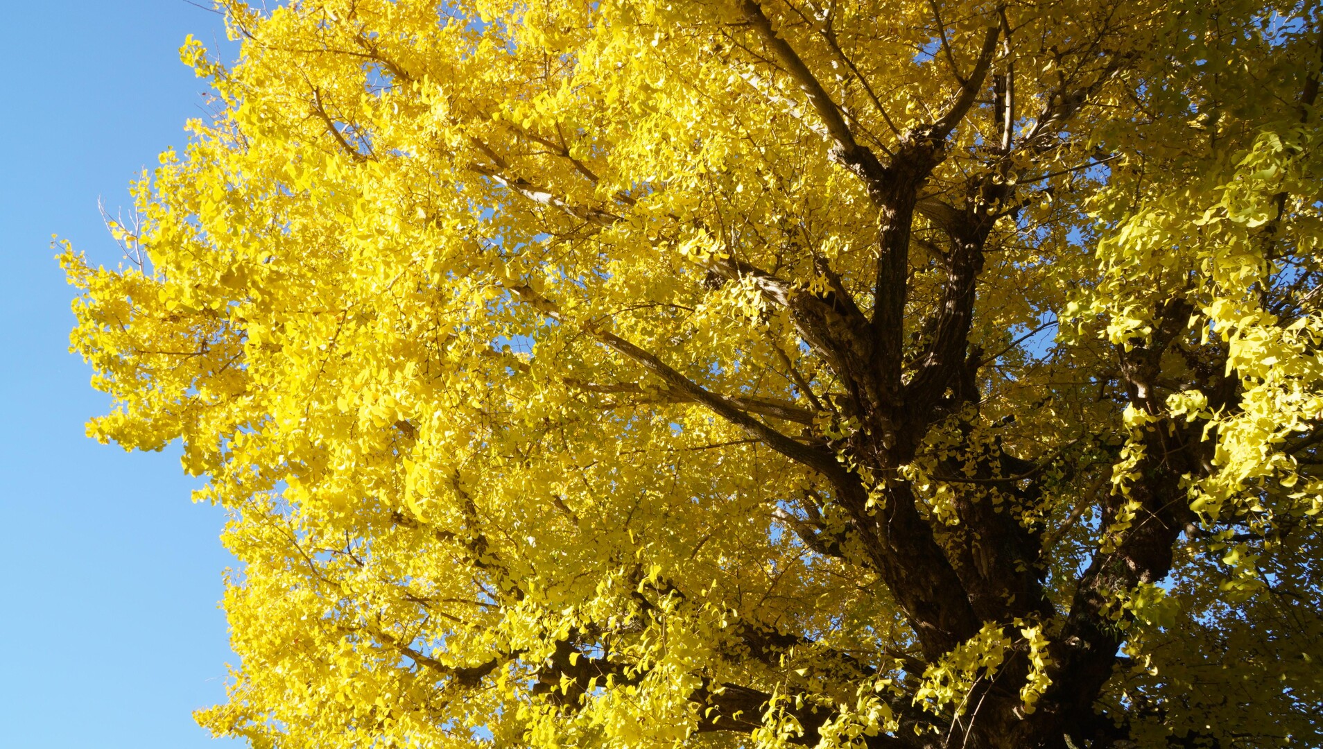 祖父江のイチョウ 散歩 / 週末農家さんのウォーキングの活動データ YAMAP / ヤマップ