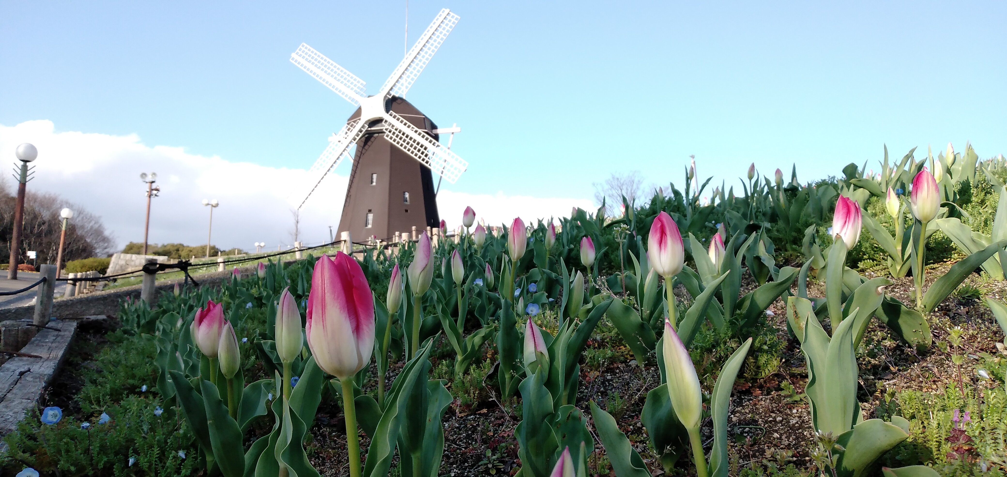 大阪鶴見緑地公園 ﾋﾟｰｸ散策 03 16 まつまつさんの大阪市の活動データ Yamap ヤマップ