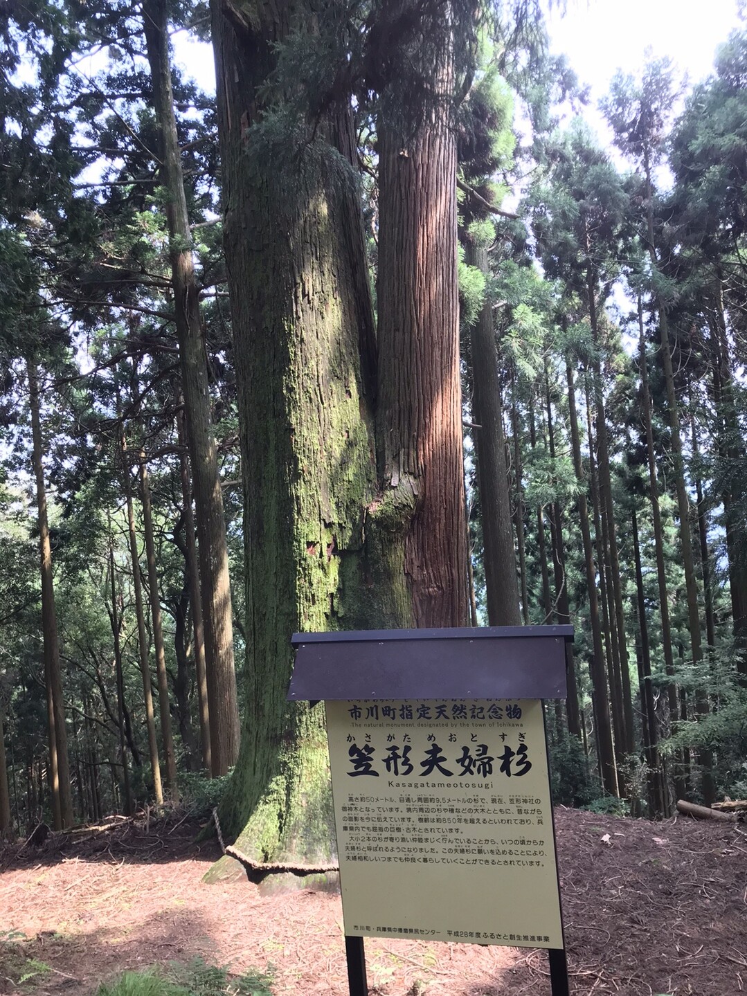 笠の丸 ジョニー商店さんの笠形山の活動データ Yamap ヤマップ