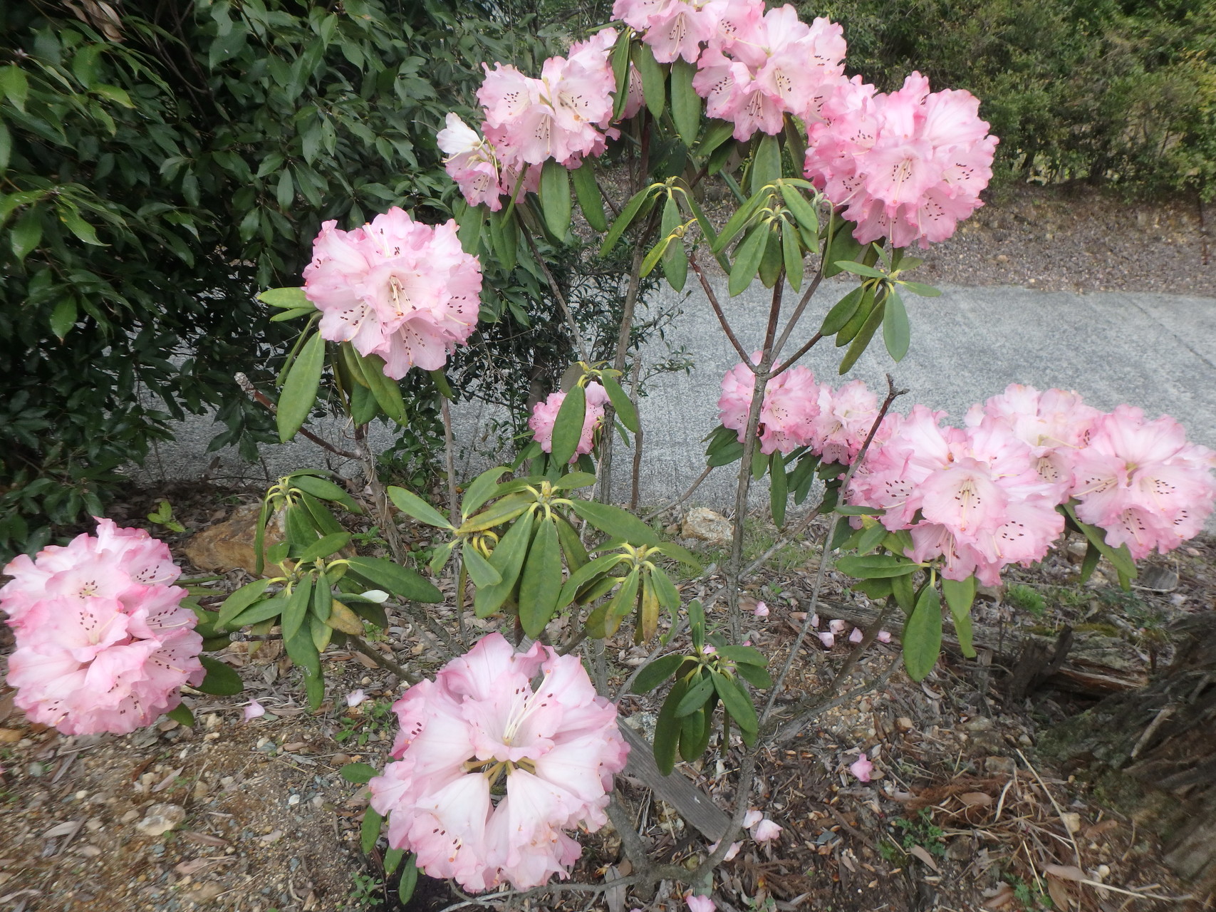 石割岳 平野岳 八女市星ノ村 山ヤス さんの石割岳 平野岳の活動日記 Yamap ヤマップ