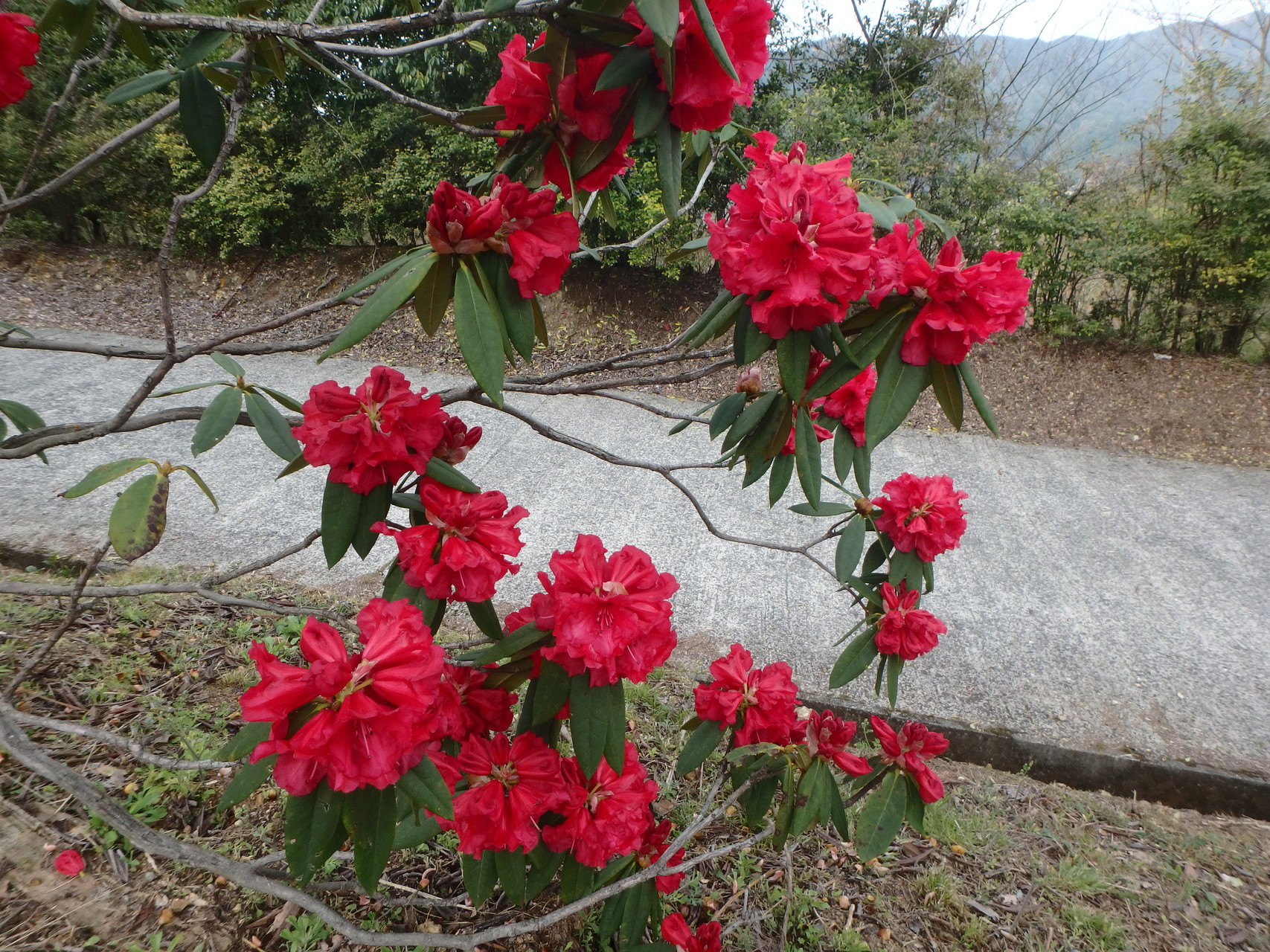 石割岳 平野岳 八女市星ノ村 山ヤス さんの石割岳 平野岳の活動日記 Yamap ヤマップ