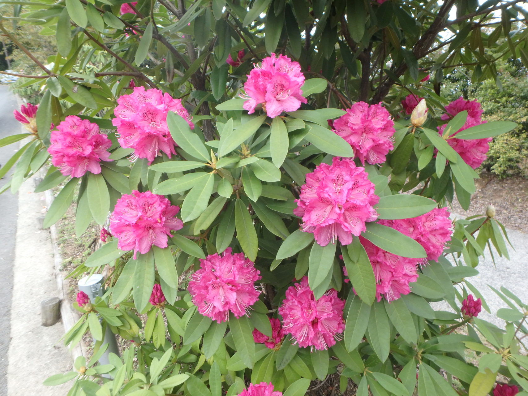 石割岳 平野岳 八女市星ノ村 山ヤス さんの石割岳 平野岳の活動日記 Yamap ヤマップ