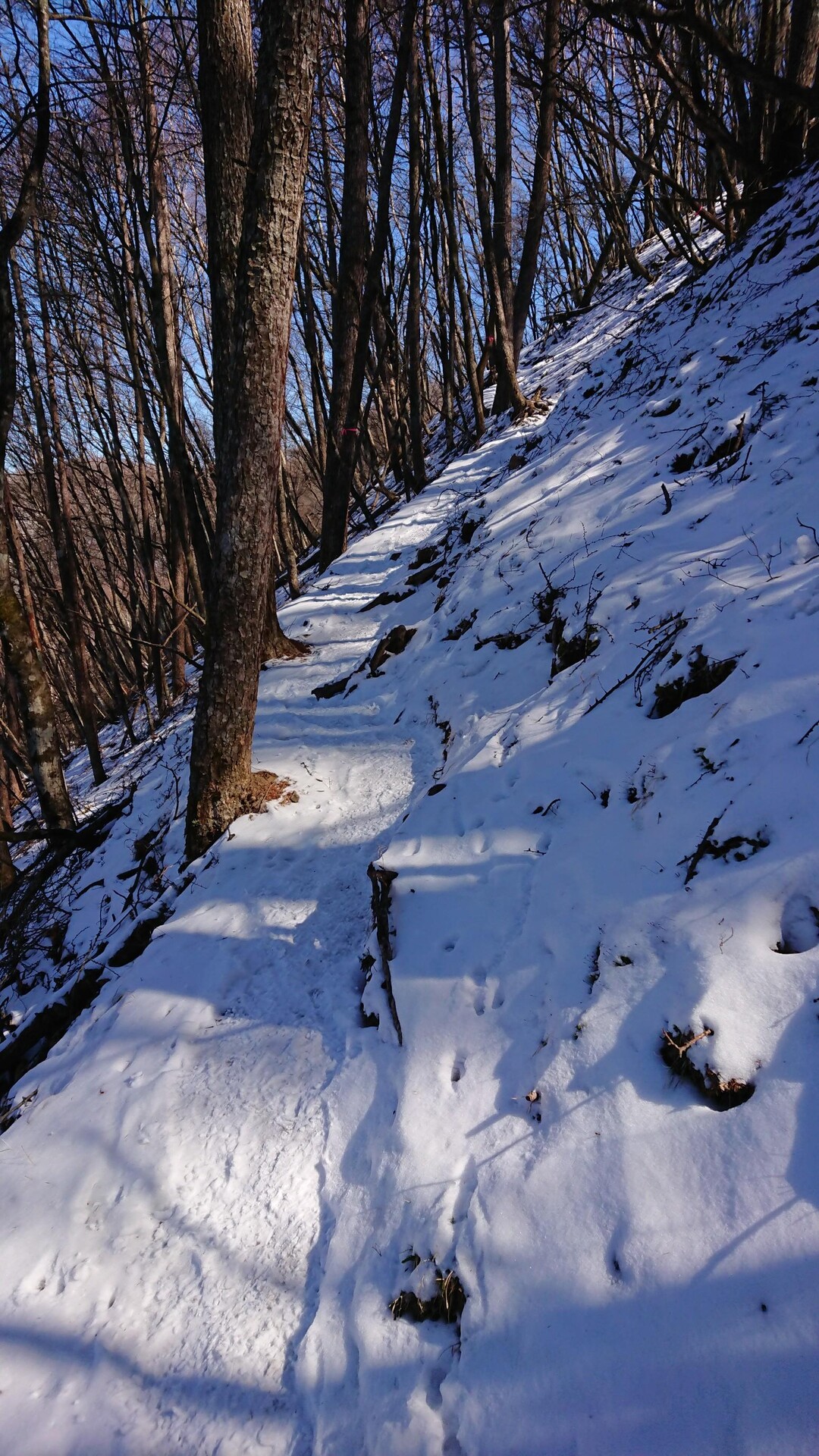 鷹ノ巣山縦走 倉戸口～奥多摩駅 / 雲取山・鷹ノ巣山・七ツ石山の写真15枚目 / 石尾根で北面は凍結多く注意、注意⚠️ YAMAP / ヤマップ