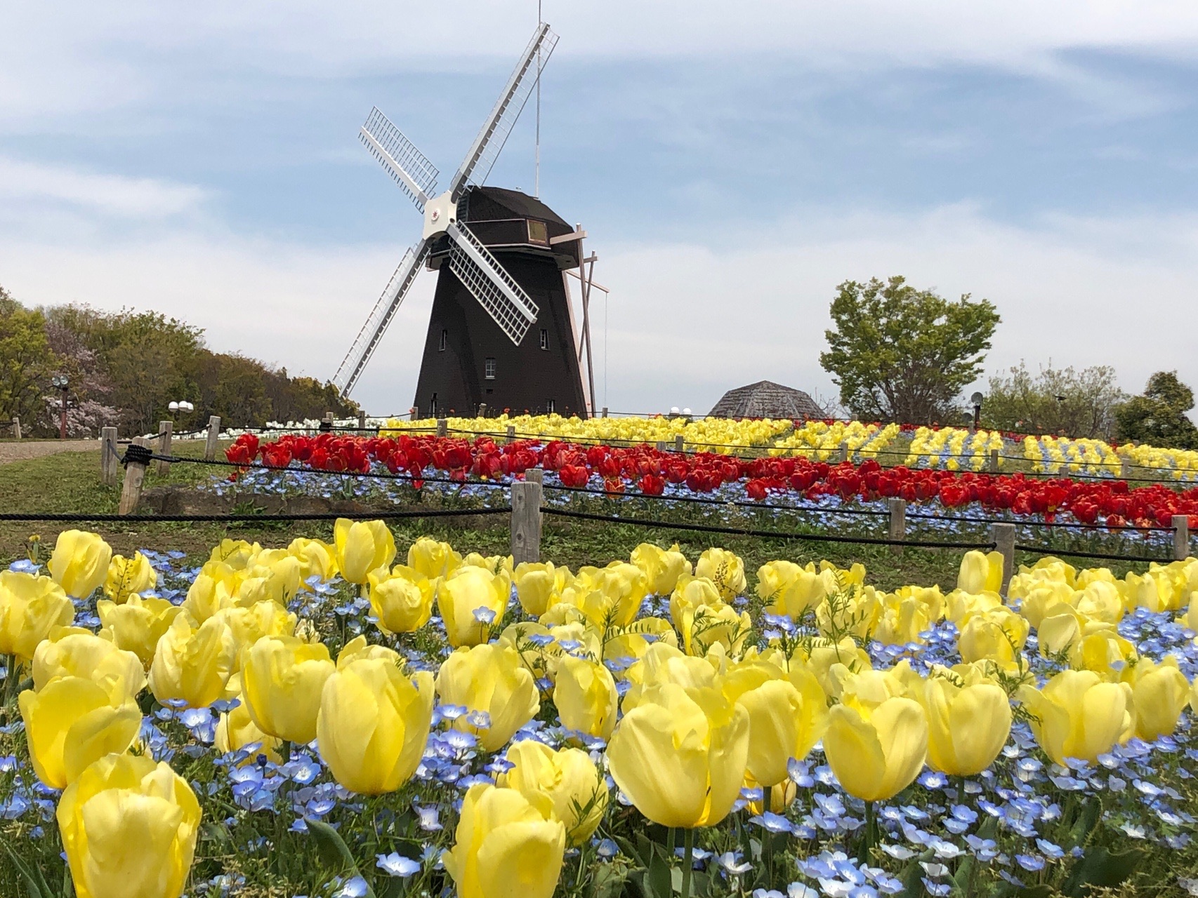 鶴見緑地 ネモフィラ チューリップ マキングさんの大阪市の活動データ Yamap ヤマップ